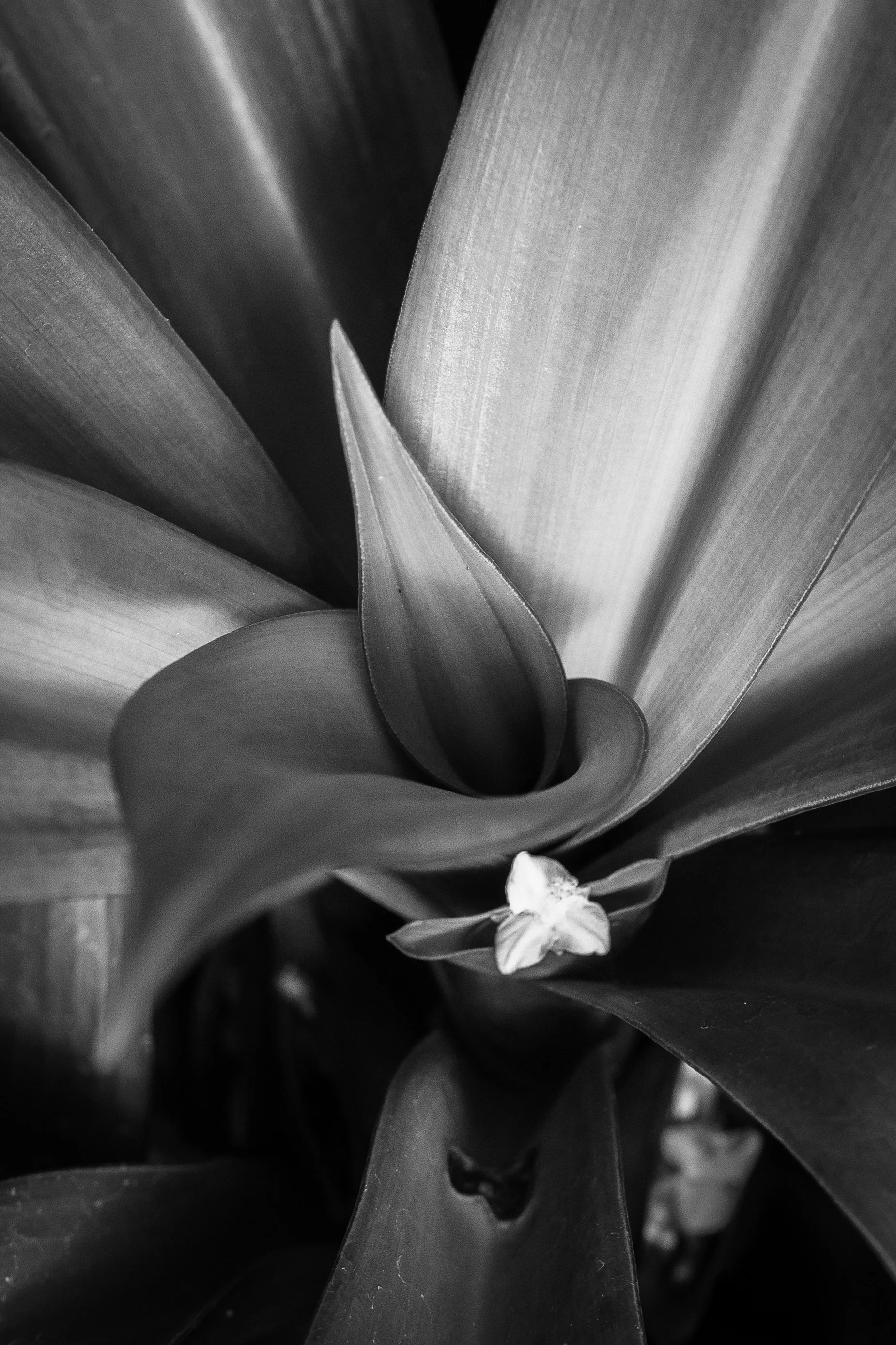 Plant Shapes and Shadows-3.jpg