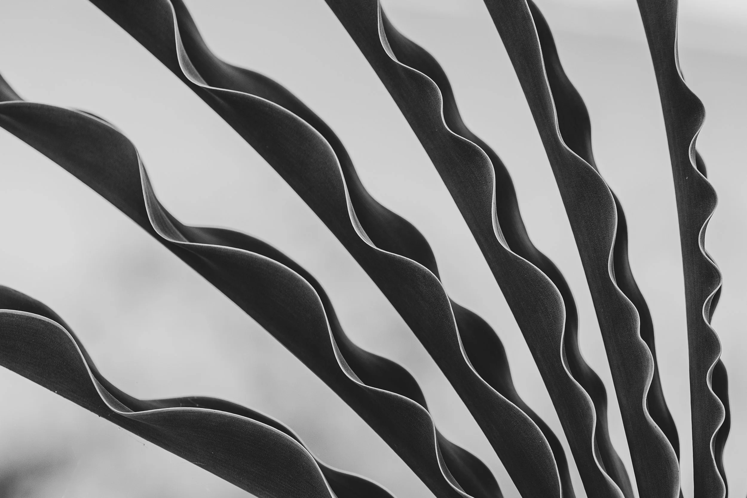 Boophone haemanthoides Abstract.jpg