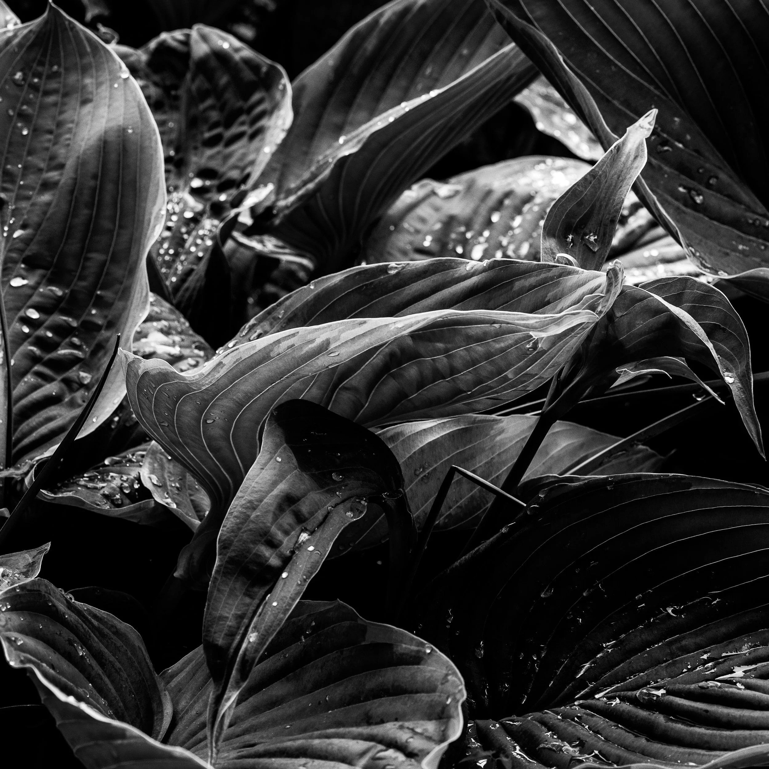 20250523_NYBG_BG_152.jpg