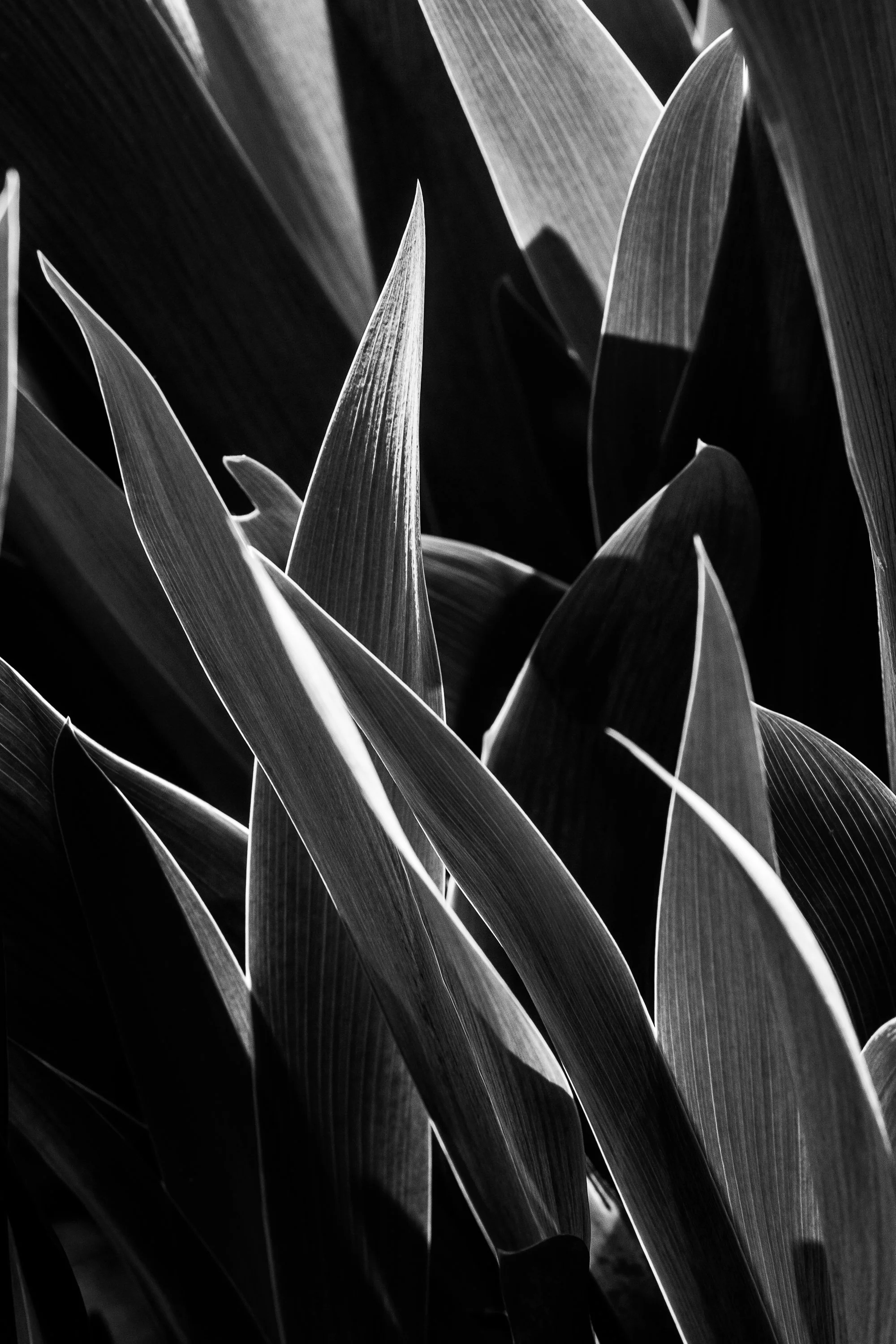 Plant Shapes and Shadows-6.jpg