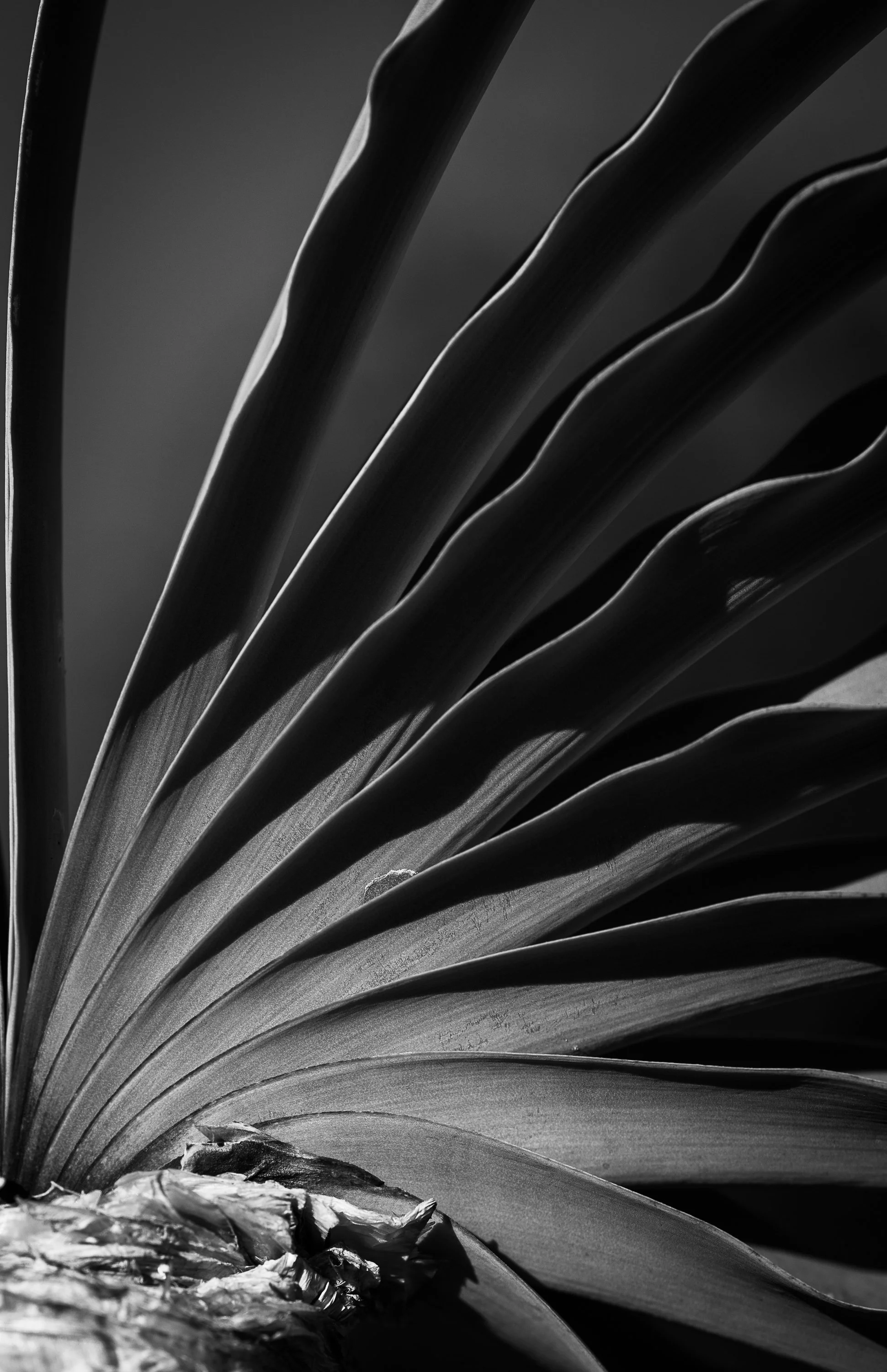 Plant Shapes and Shadows-5.jpg