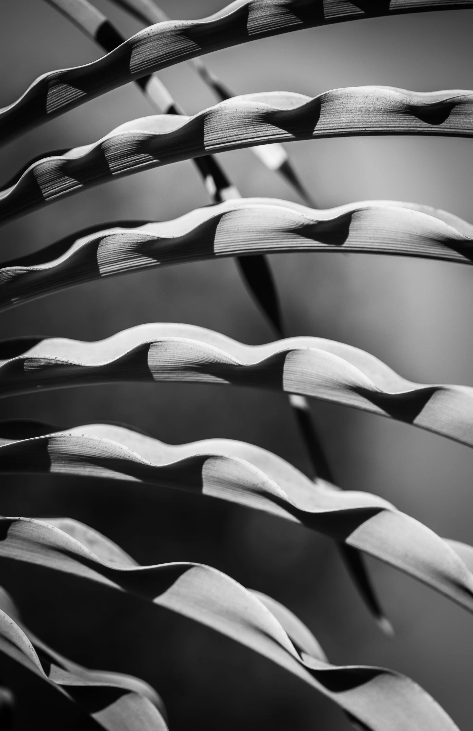 Plant Shapes and Shadows-4.jpg