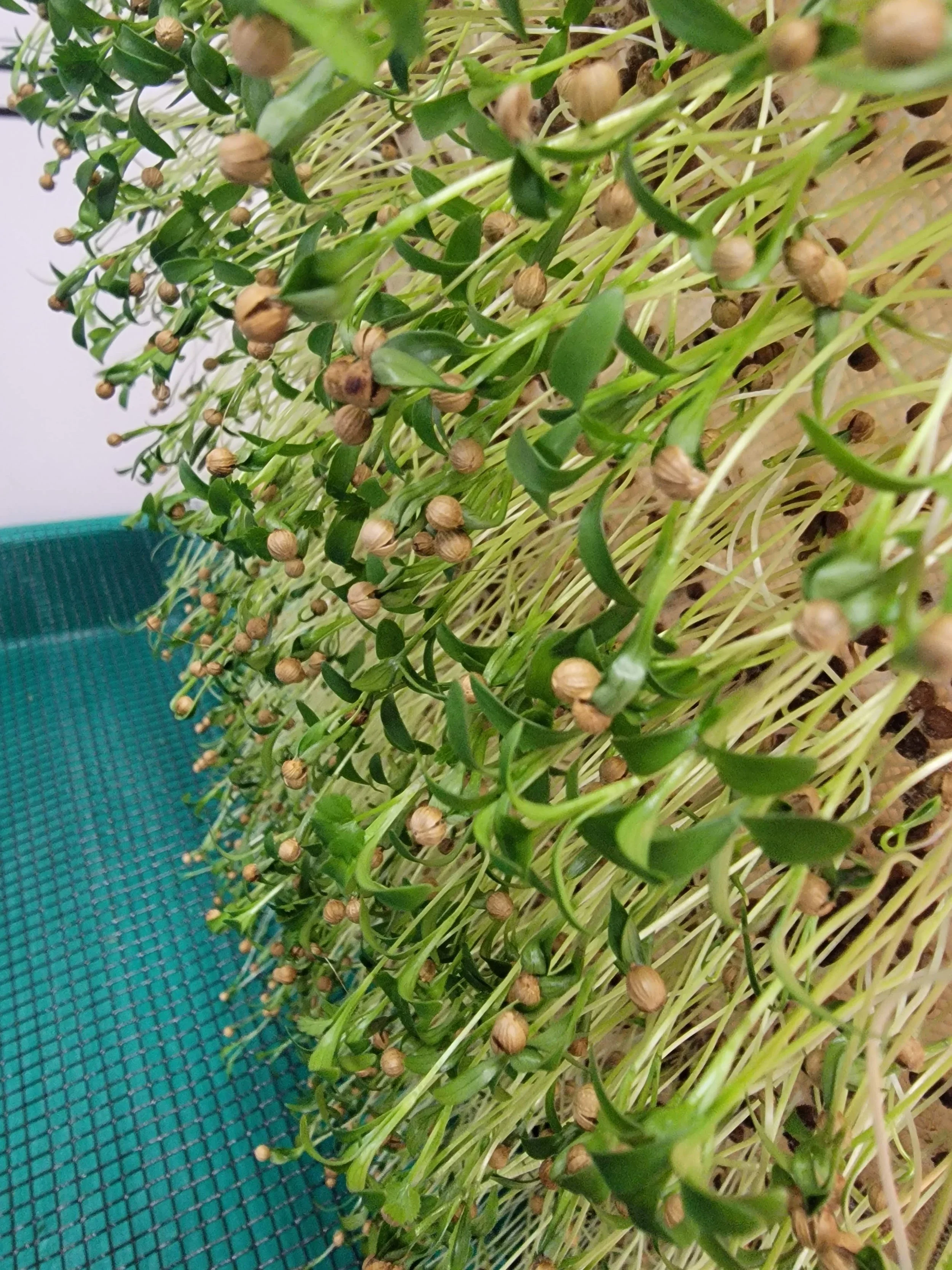 Cilantro - Slow Bolt — Gaertners Great Lakes Greens (GGLG)