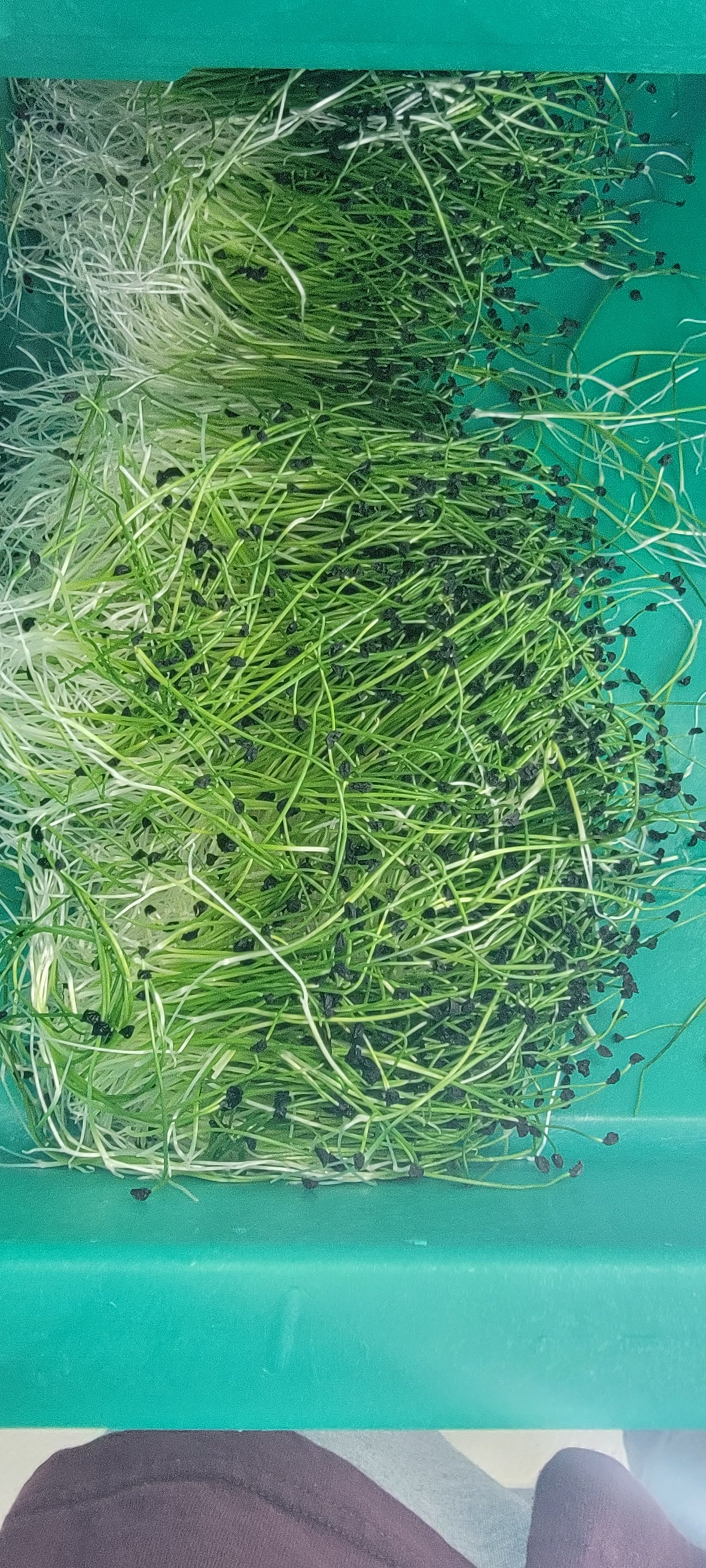 Leek2.jpg