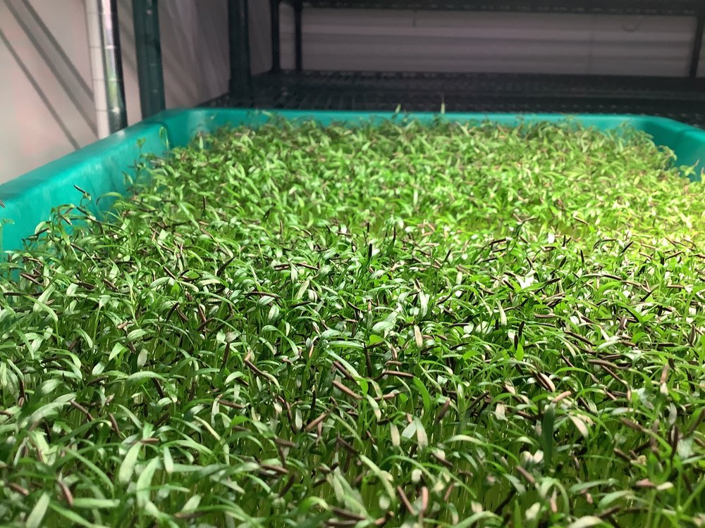 Chervil-MG.jpg