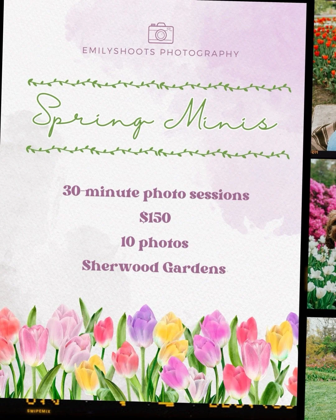 As promised, announcing some spring minis with the tulips! I absolutely loved capturing some beautiful photos at Sherwood Gardens last year so I&rsquo;m happy to offer them again this year 🌷 As I learned last year, the tulips come and go very quickl