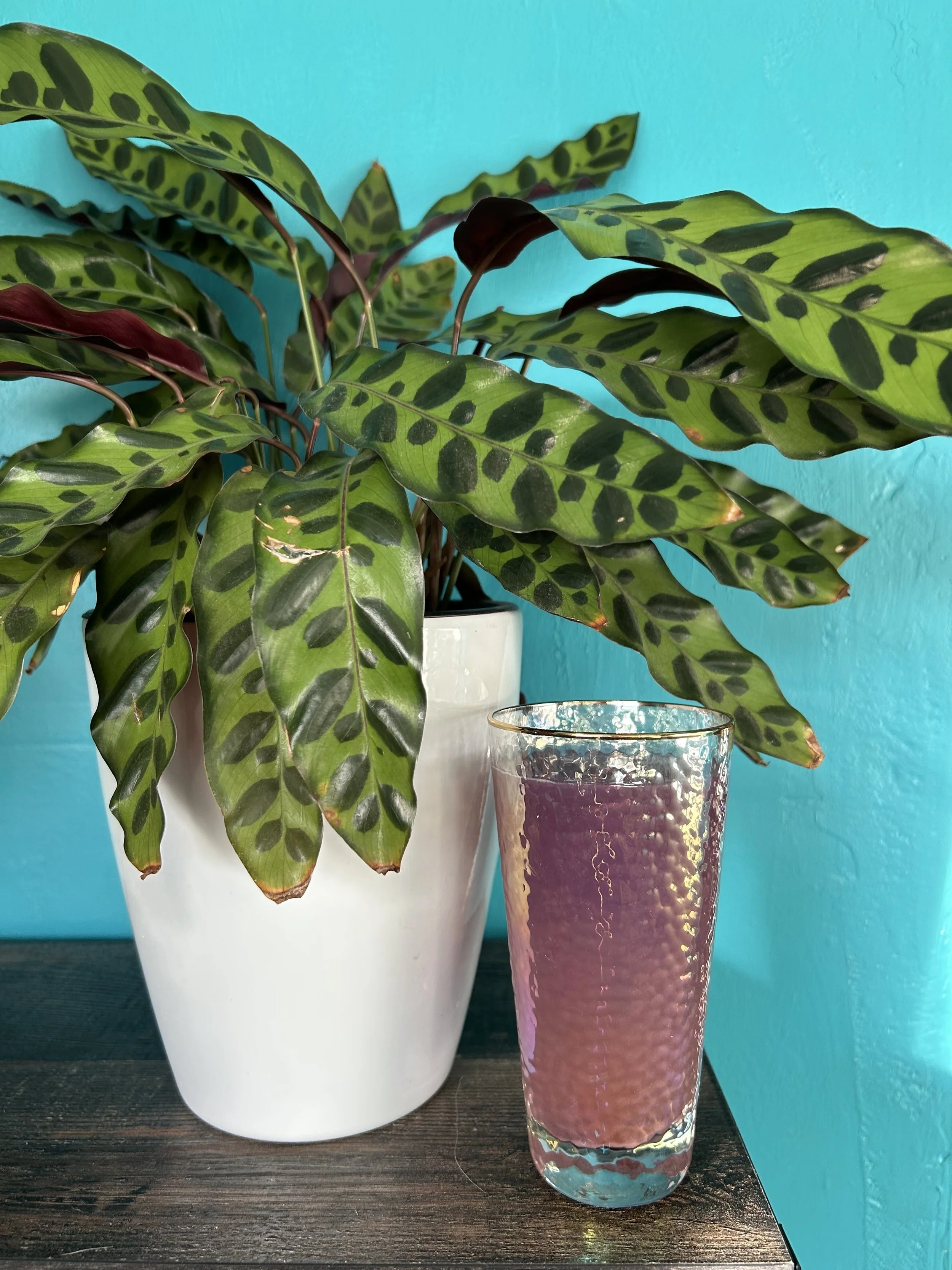 Dhara with plant.jpg