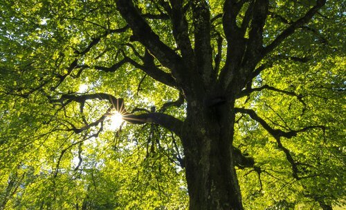 K - 2 Request - Be a Friend to Trees (Learn Hands-on Conservation)