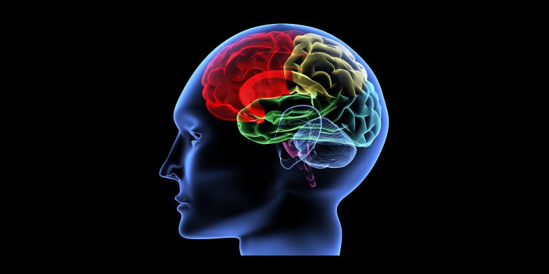 3 - 8 How Does Your Brain Control Your Body?