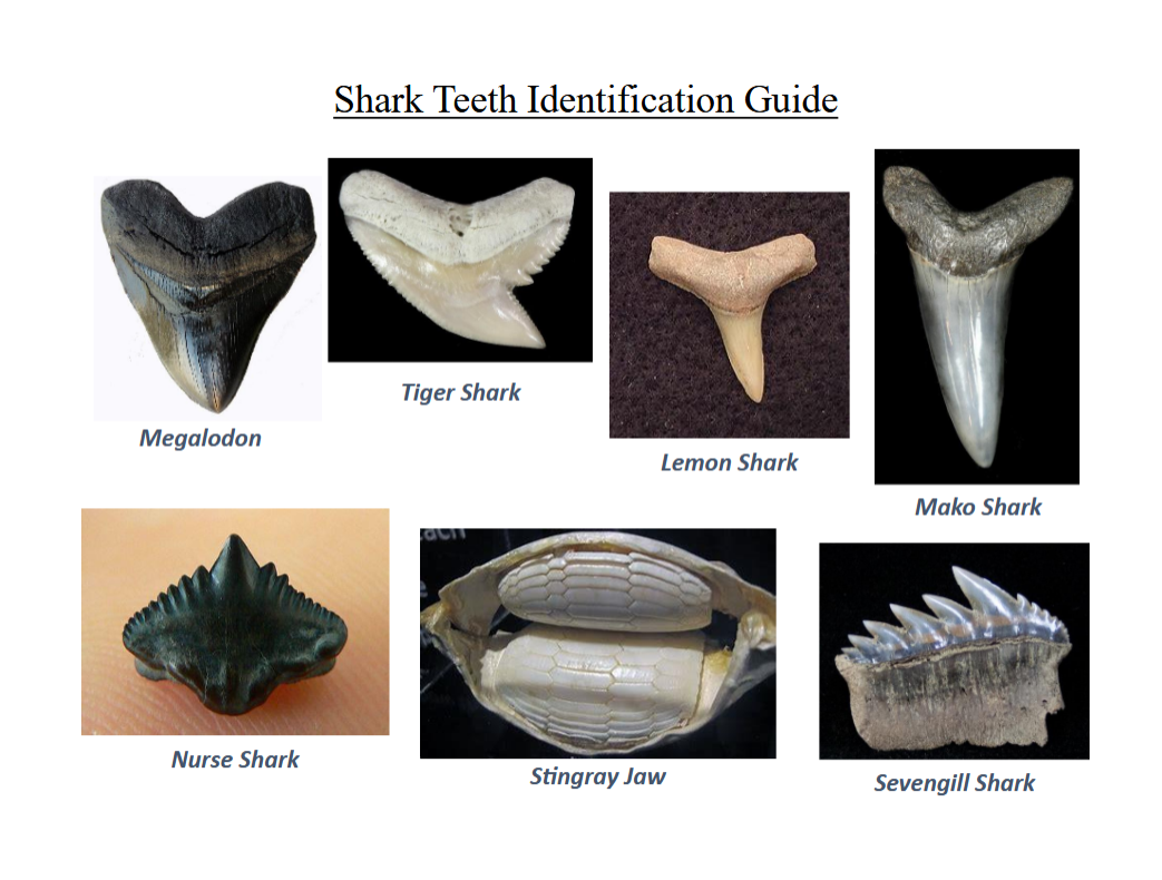 Shark Teeth ID Guide