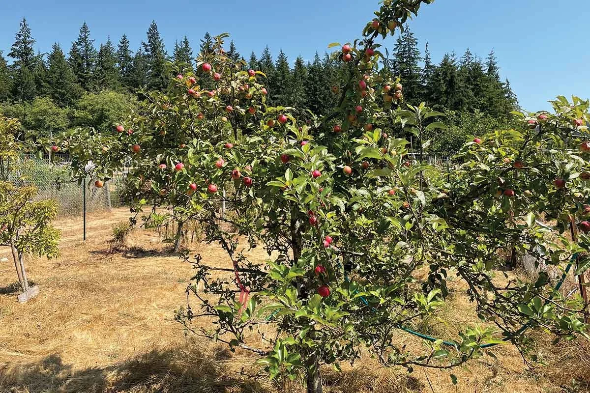 Orchard-2022.jpg