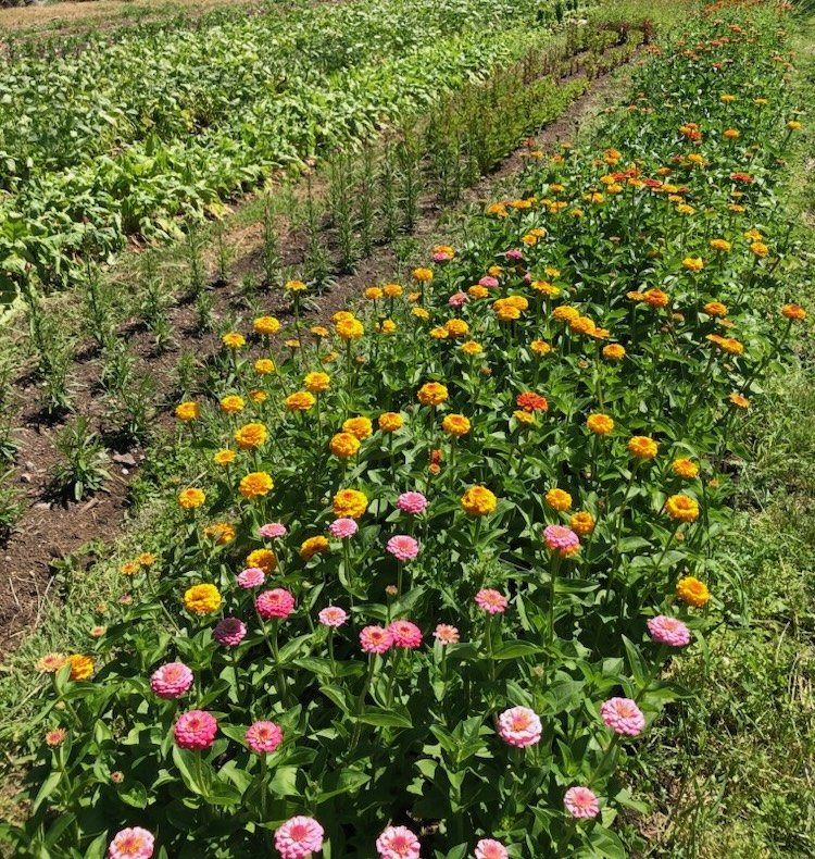 Tilth Farm and Garden Tour