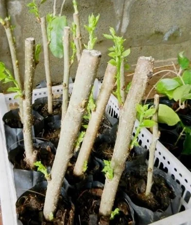 Plant Propagation Class