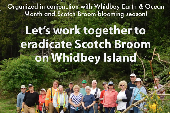Scotch Broom removal work parties.