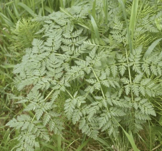 Poison Hemlock Removal Work Party