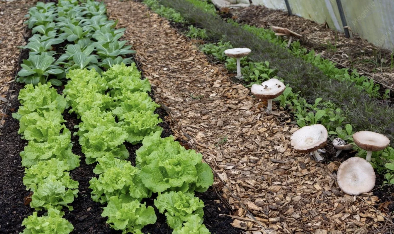 Get Your Garden Drought-Ready