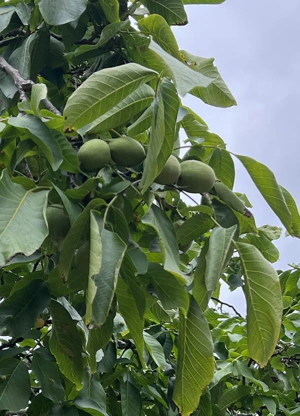 Walnut Harvest 