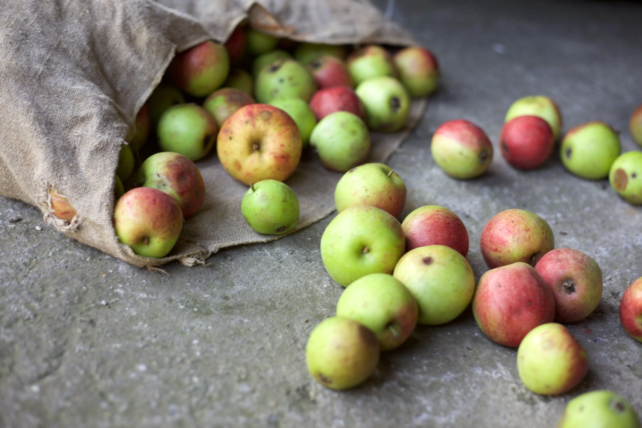 Tilth Apple Pressing