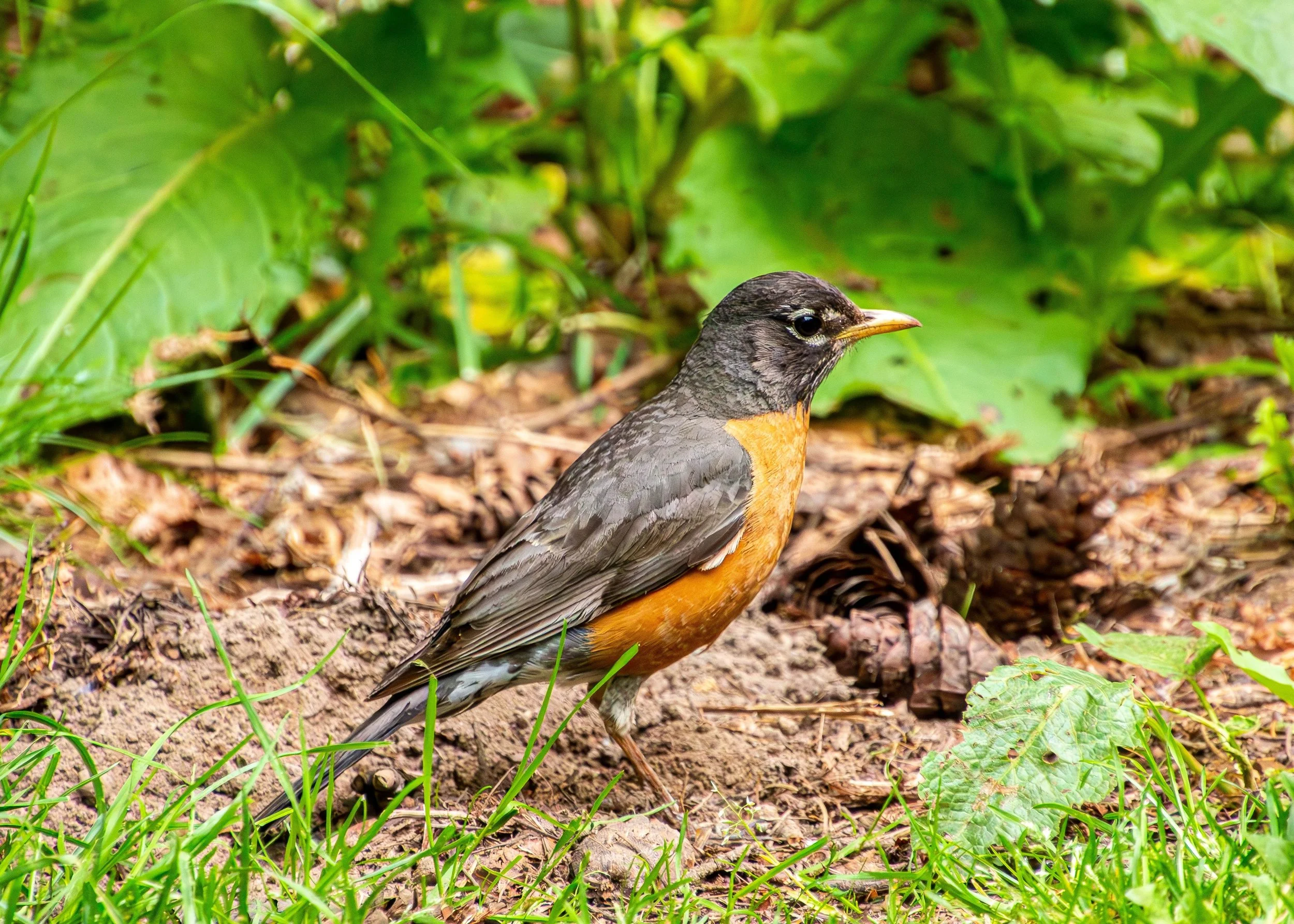 Why Birds Belong in the Vegetable Garden