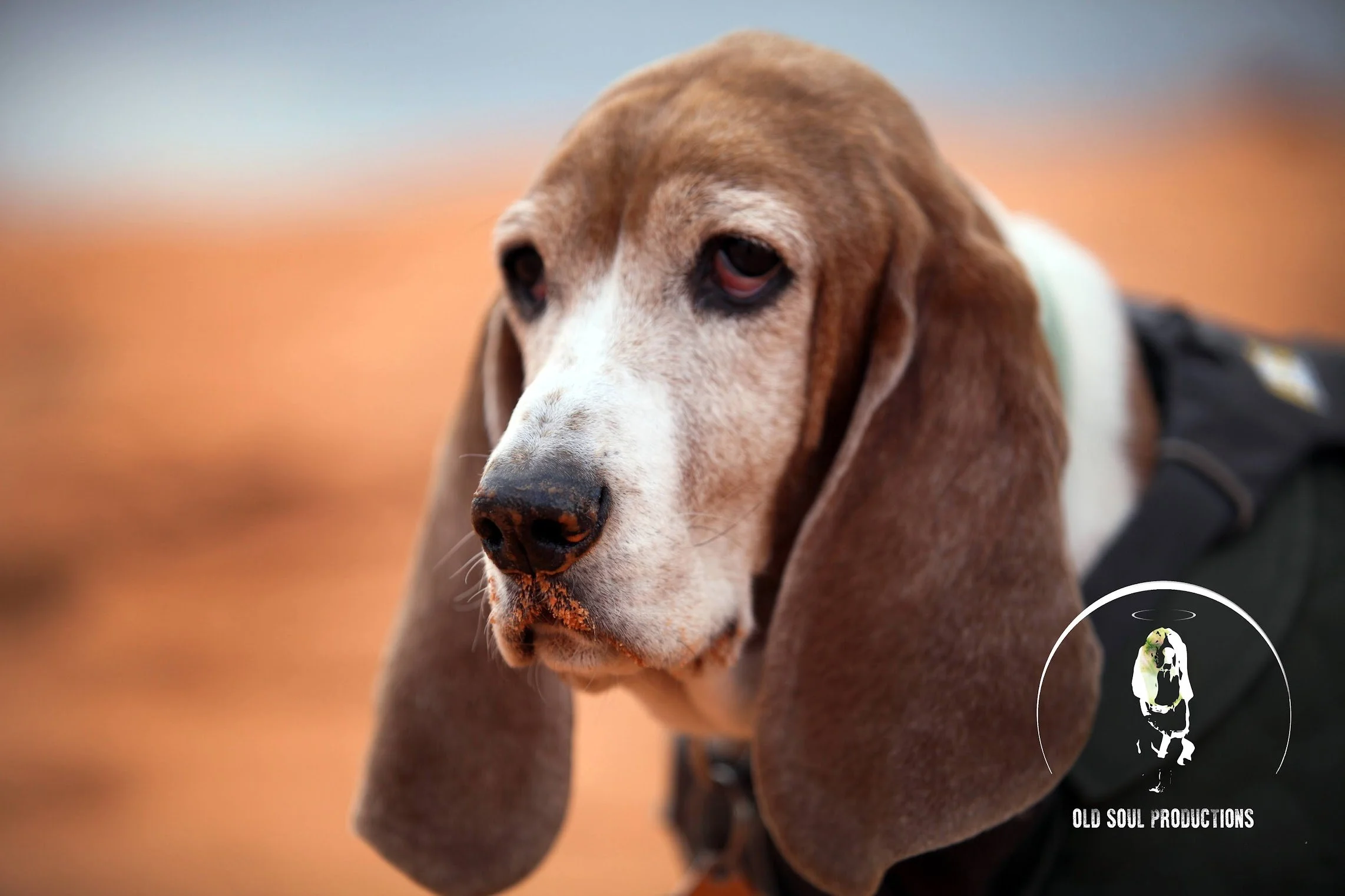 desert dog lover basset hound photography gifts.jpg