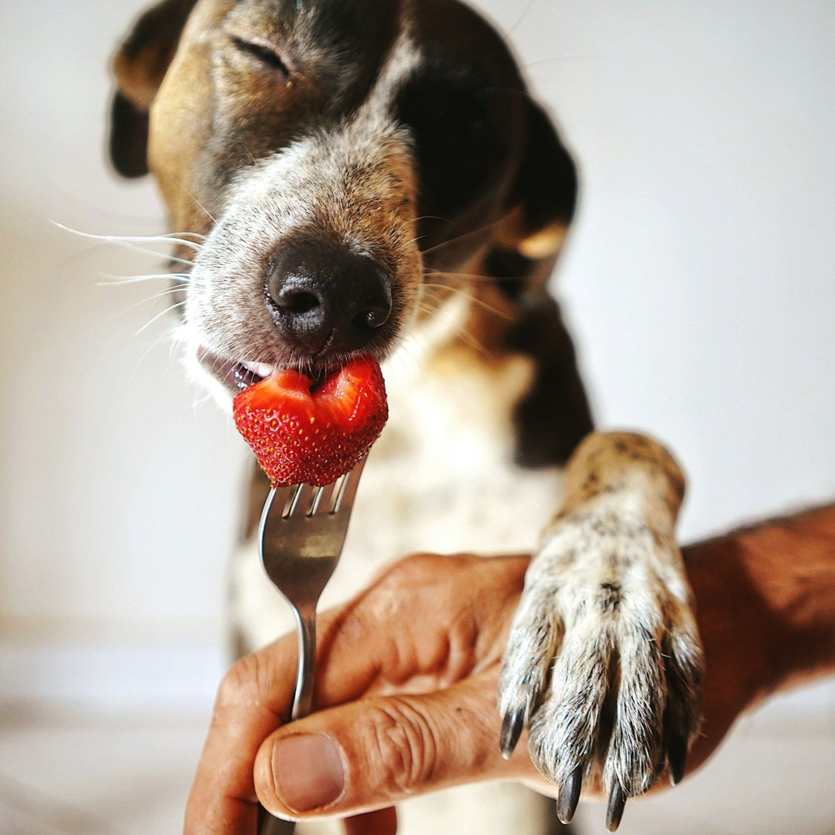 Five Fruits and Vegetables to Feed your Dog this Summer