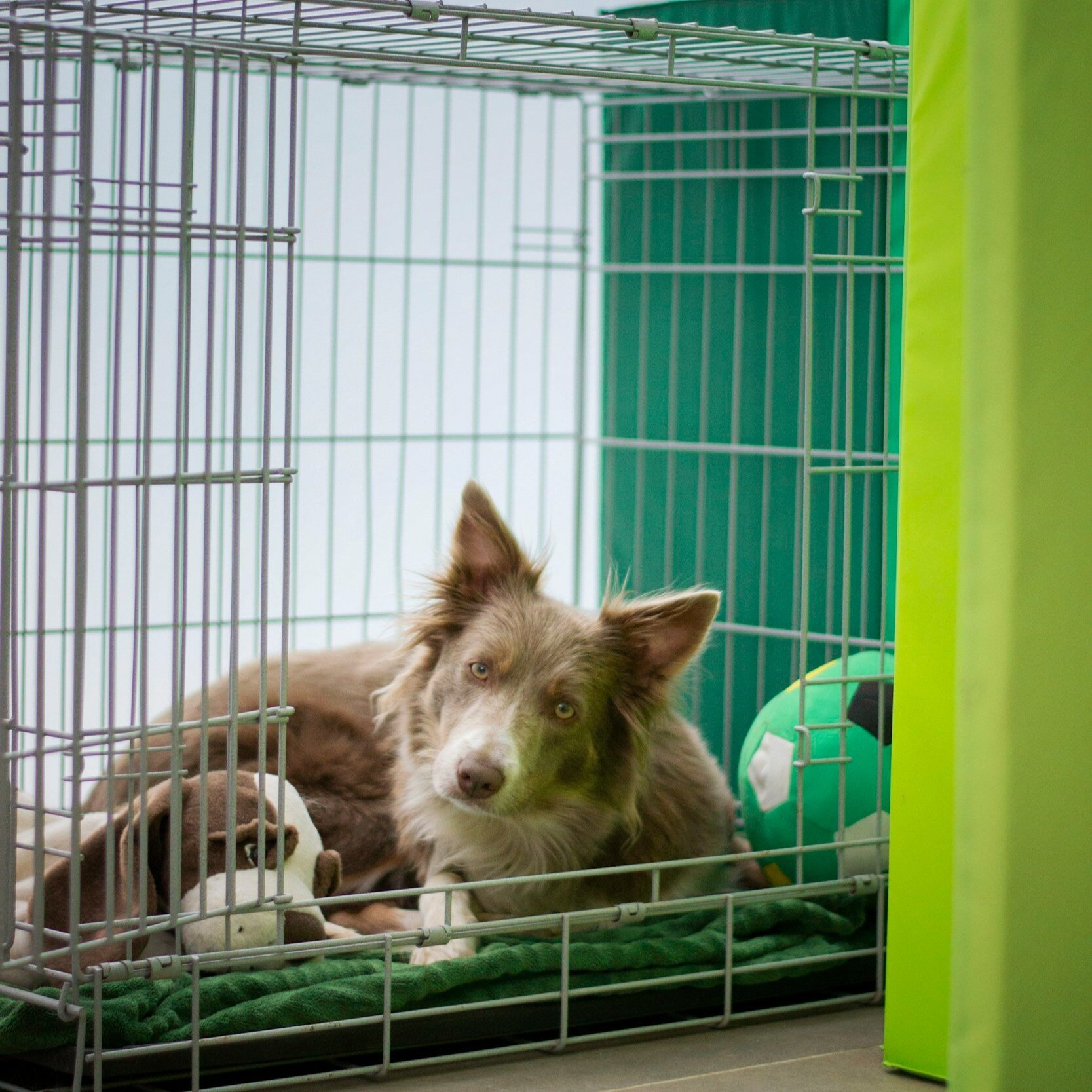 Five reasons to crate train your Dog