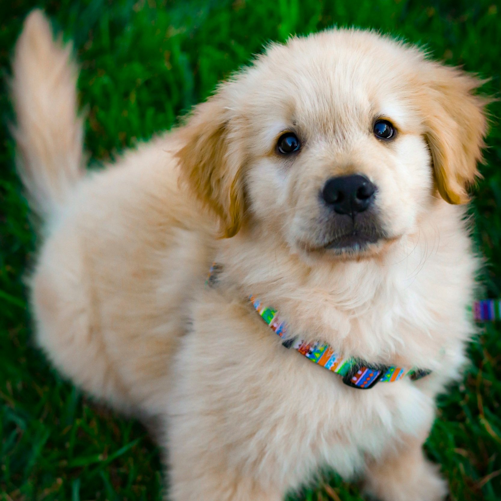 Five Things You Need to Teach Your Puppy