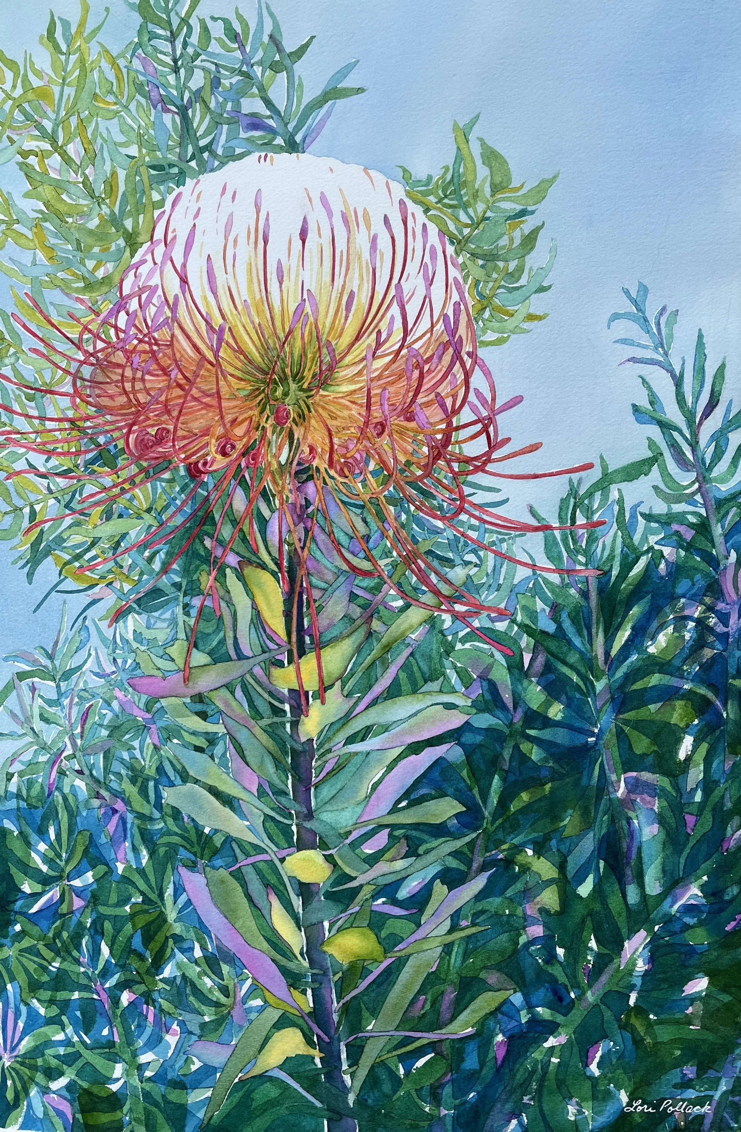 Pincushion Protea - 21x14