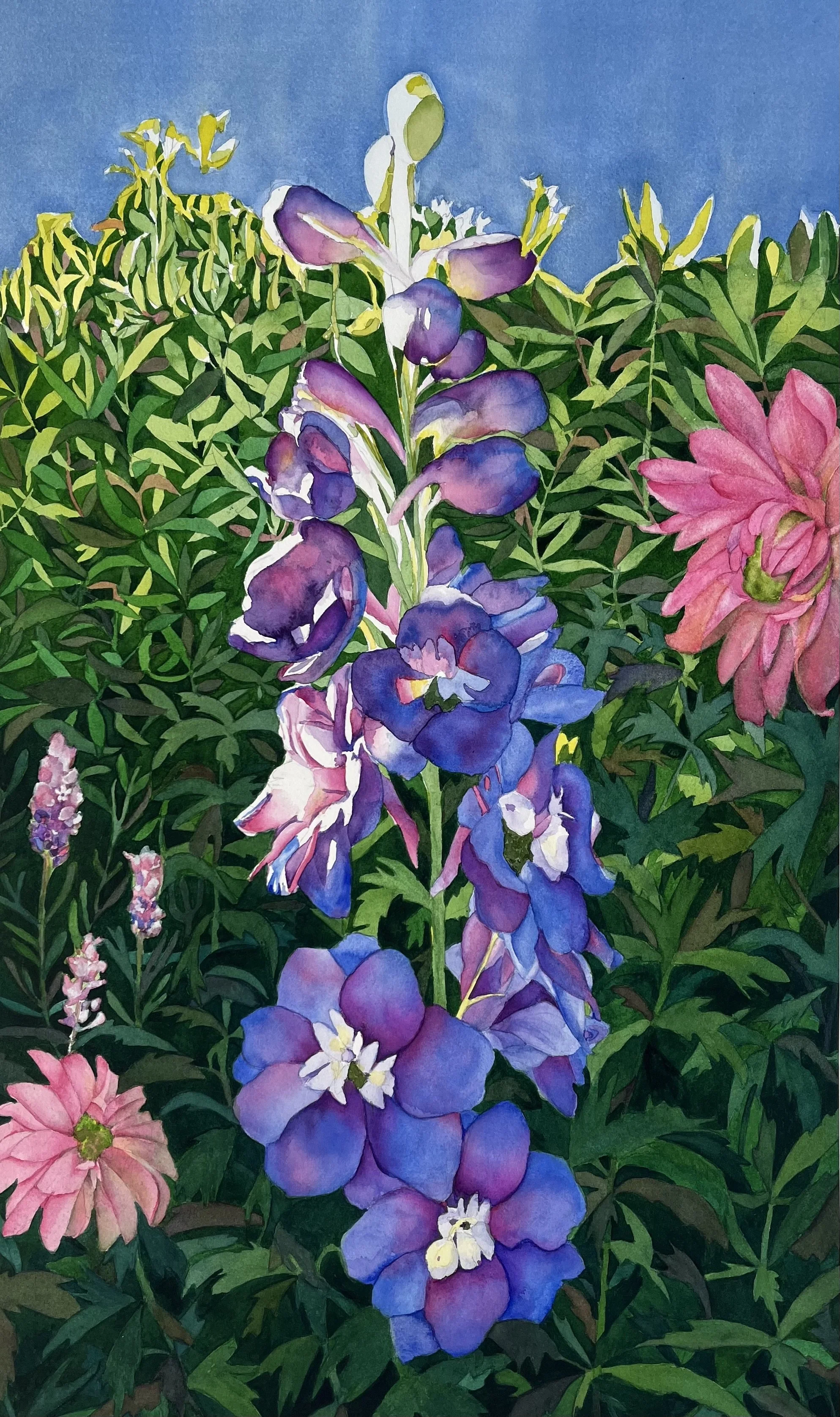 Delphinium Grandeur - 25x15