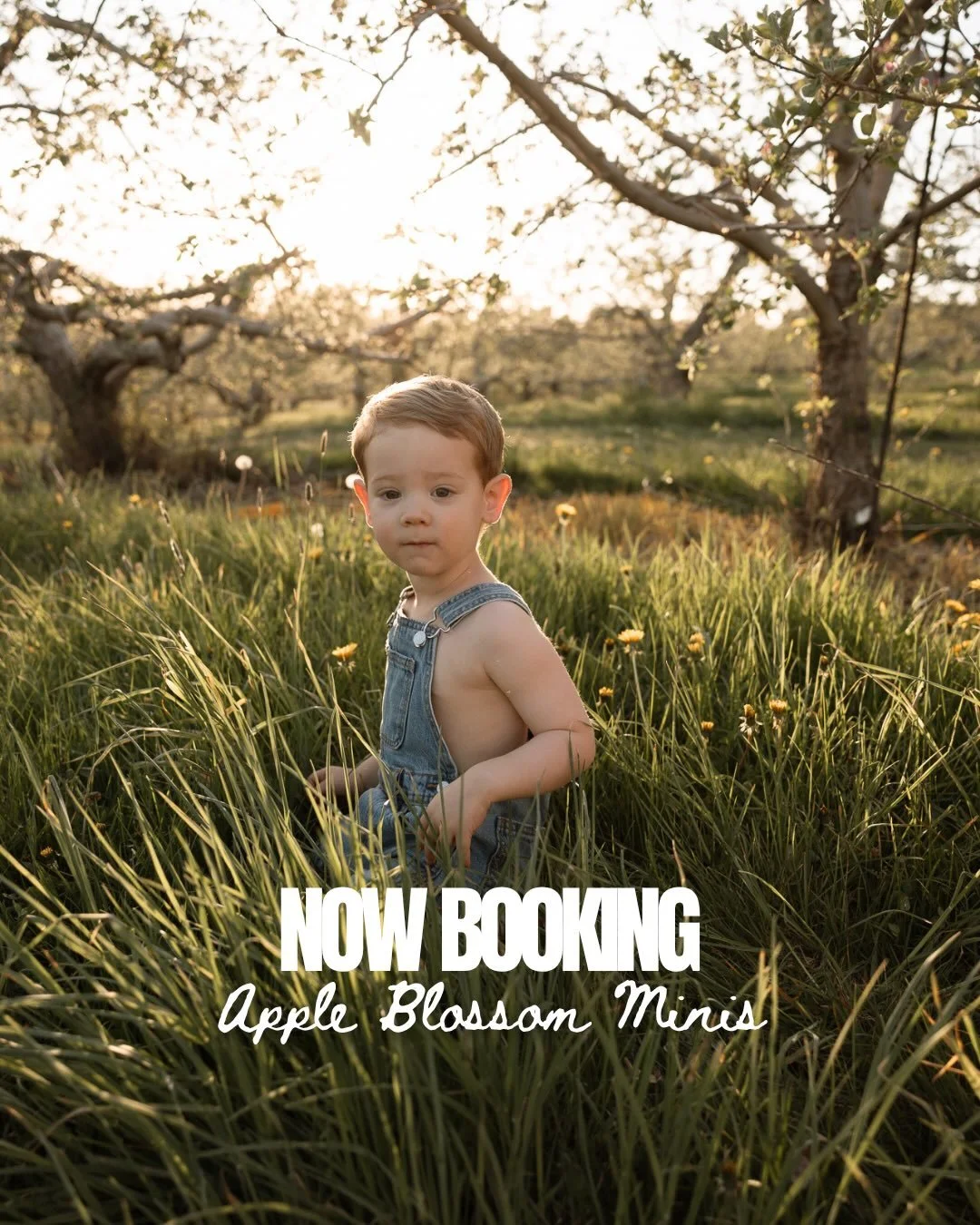 Now booking Apple Blossom Minis! 
May 16th | Exeter, NH
For approximately five minutes each year, the Orchard looks like a literal dream&hellip; and we&rsquo;re taking full advantage!
5PYO images | client closet | $200
Spots are limited because the b