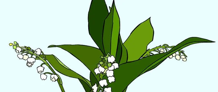 Lily Of The Valley