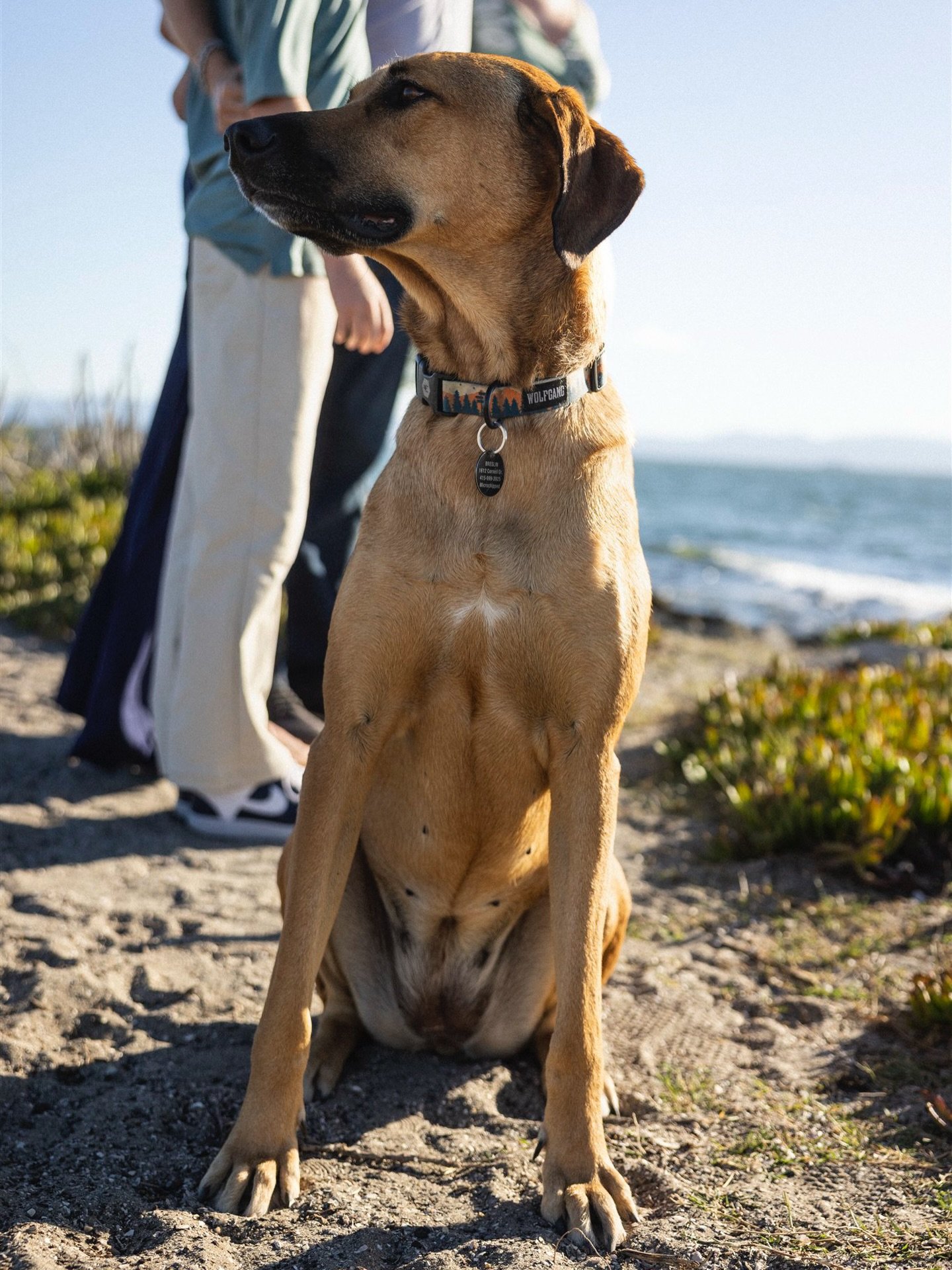 Your dog wants in the fall mini session action too. Link in bio to teaming mini session dates. 
⠀⠀⠀⠀⠀⠀⠀⠀⠀
 
⠀⠀⠀⠀⠀⠀⠀⠀⠀
⠀⠀⠀⠀⠀⠀⠀⠀⠀
#familyphotographer #alamedafamilyphotographer #eastbayfamilyphotographer #oaklandfamilyphotographer #maternityphotographe