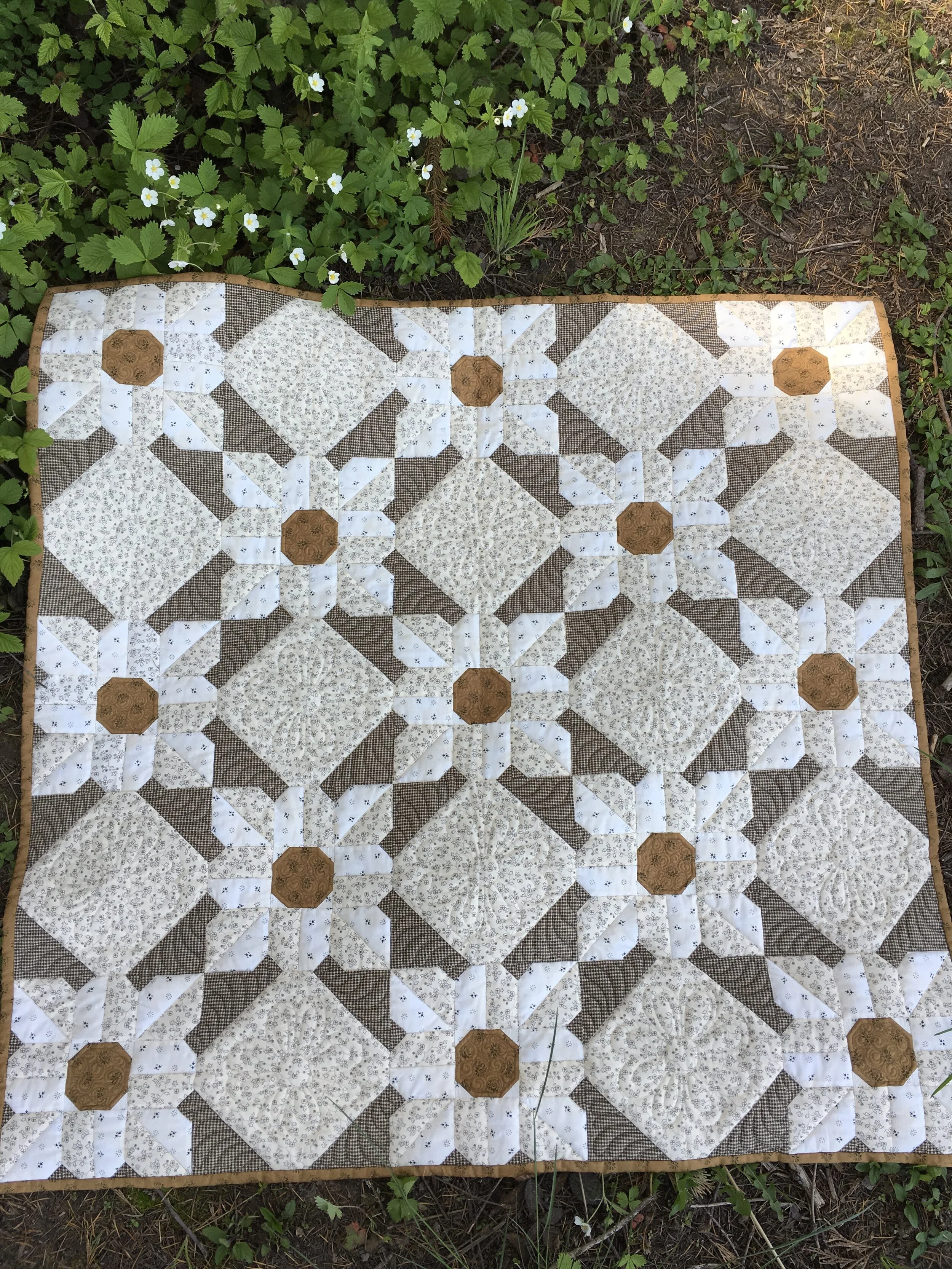 #2  cotton daisies.JPG