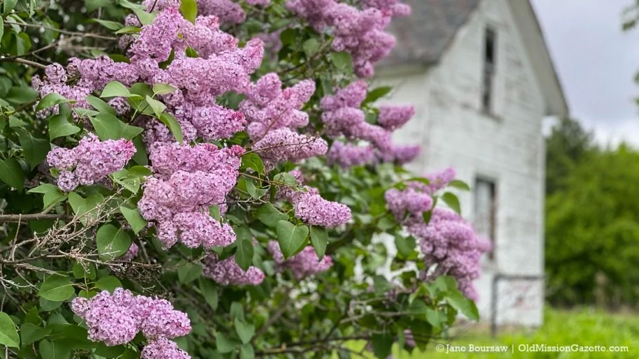 lilacs-2021-5.jpg