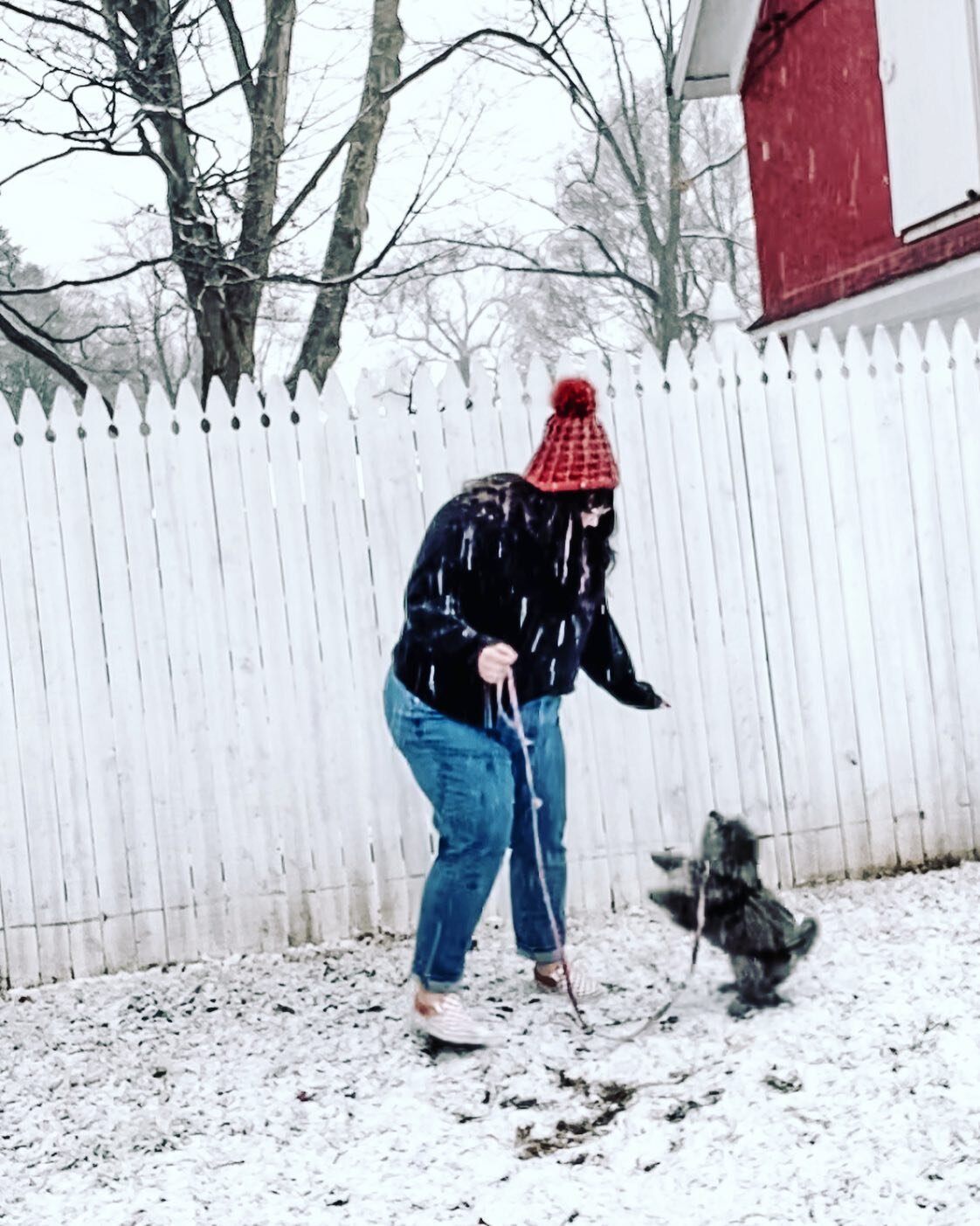 Puppies in the snow ❤️❄️✨
&bull;
&bull;
&bull;
#Willow #WillowB #willowtheminipoodle #snowday #itssnowing #lettitsnow #winter #snow