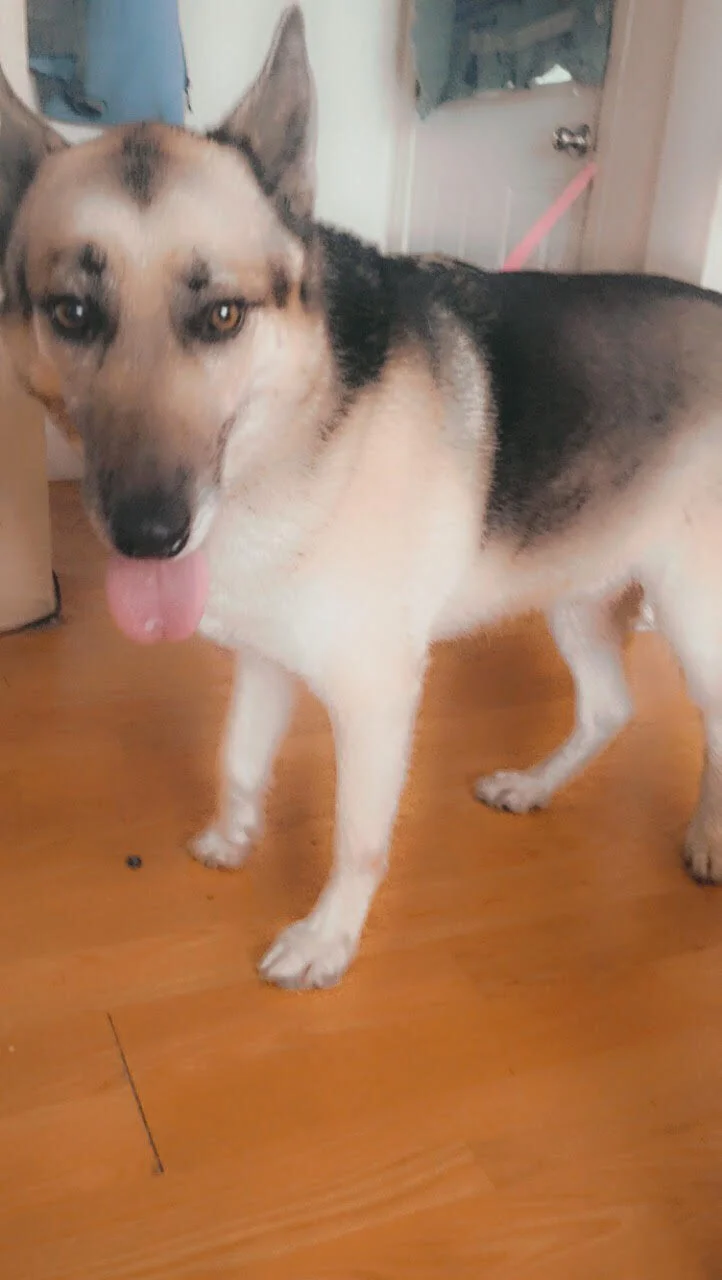 MEET ROSCOE! We have just got this big baby in as of May, 24th 2021 and we couldn’t be happier to get him up and posted as we know he will make a perfect home for a good family or couple as he does do best with diverse personalities as he’s a protec…