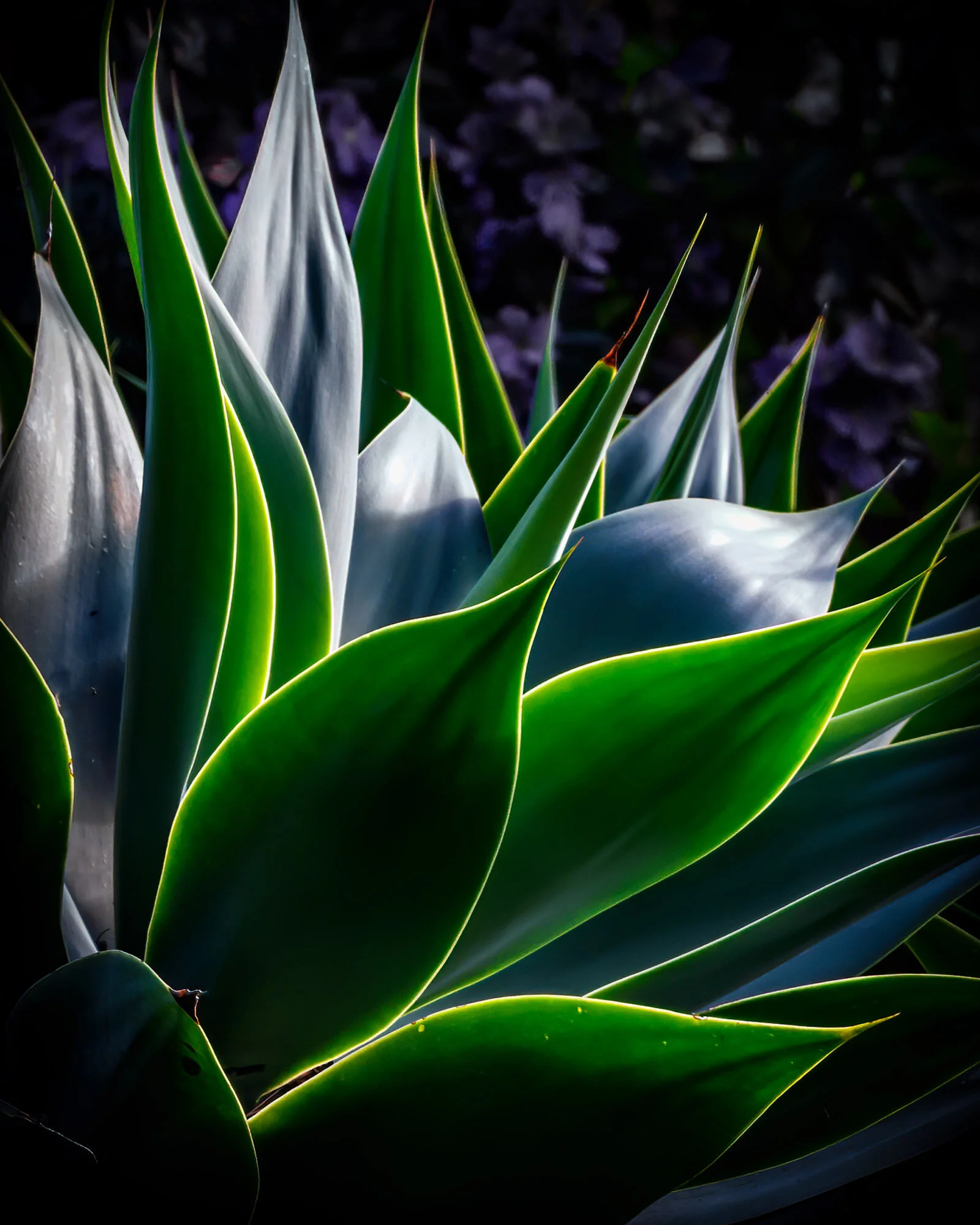 KathyWallace-FaganPark 8 x 10-.JPG