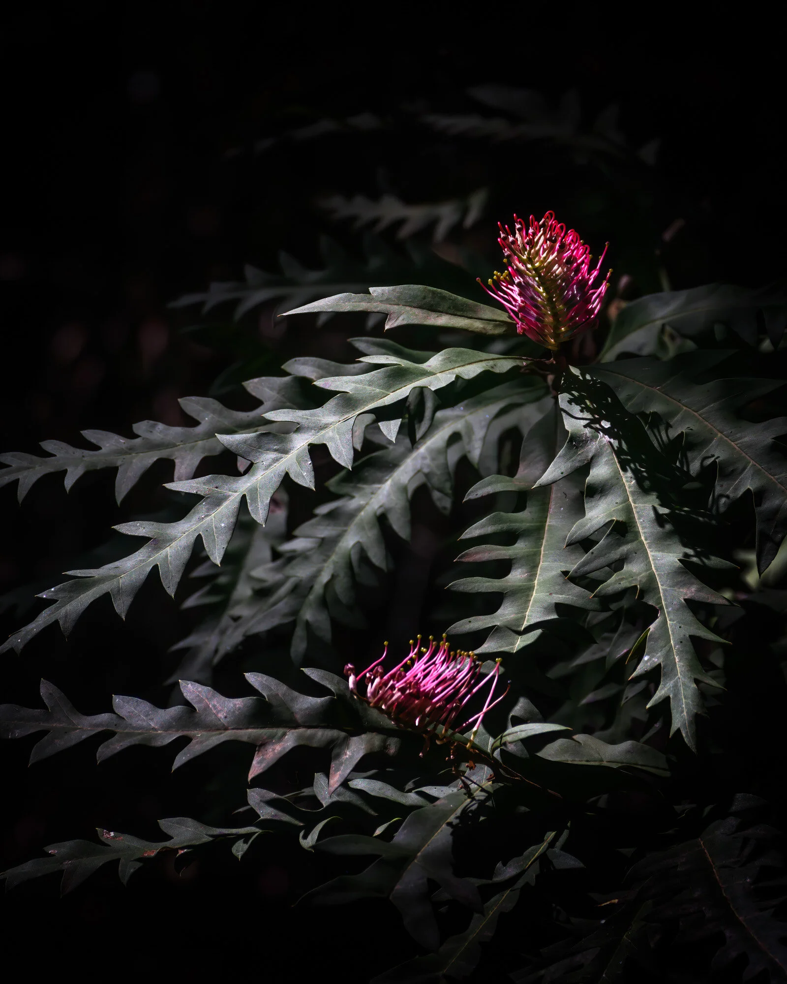 KathyWallace- Wildflower 8 x 10-.JPG