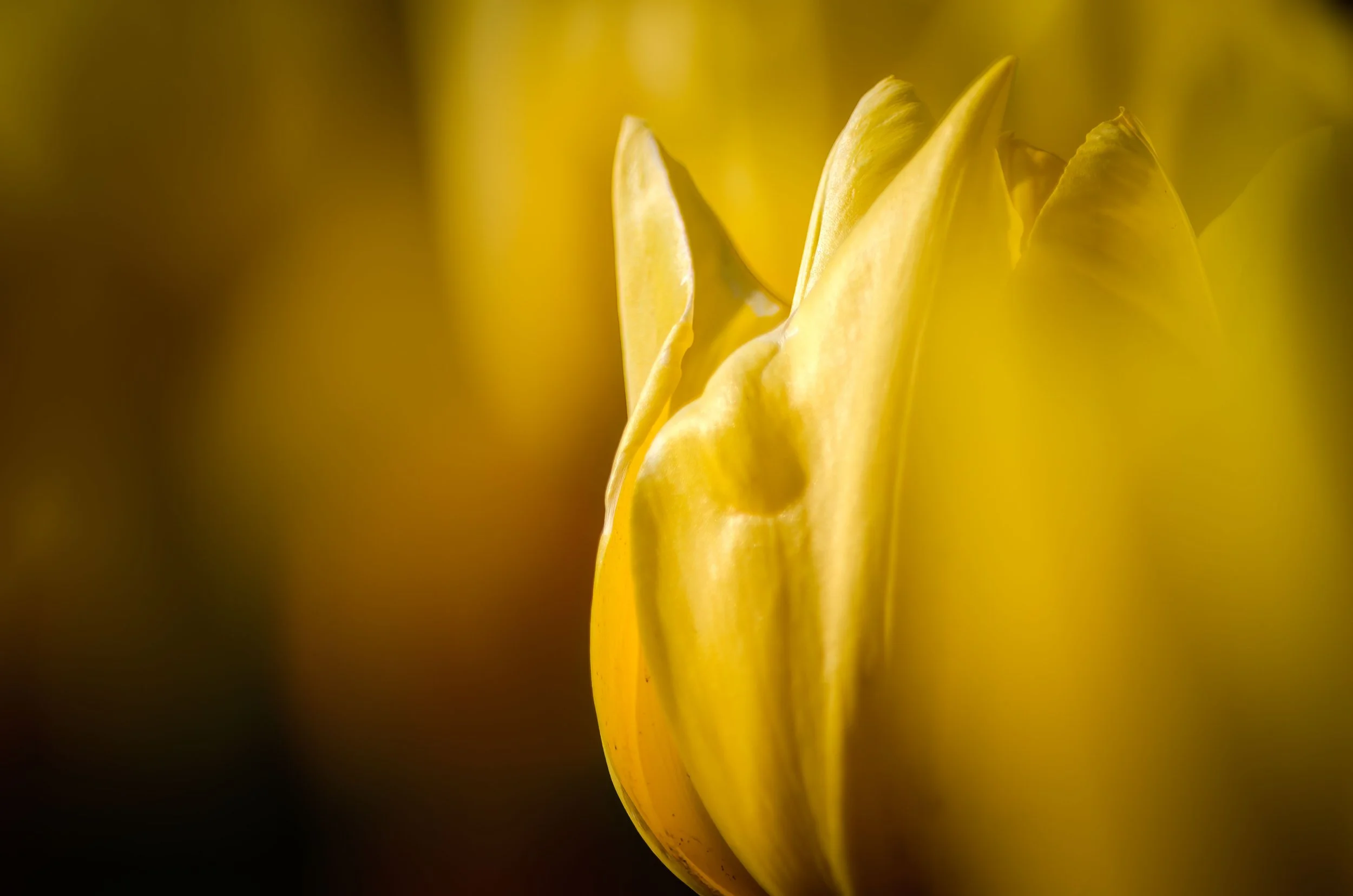 KathyWallacePhotography - Canberra - 0391.JPG