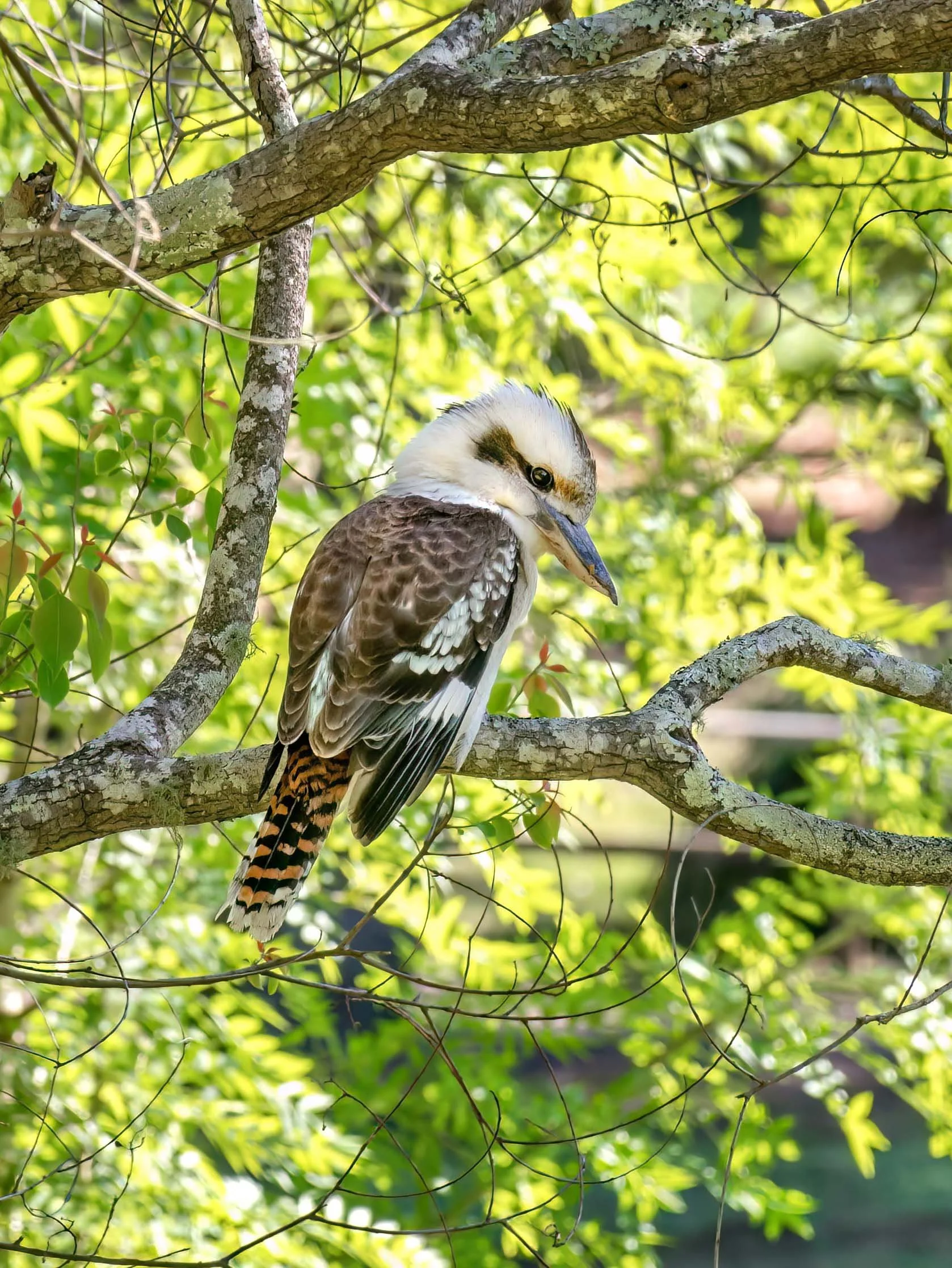 KathyWallacePhotography - Birds 2765.JPG