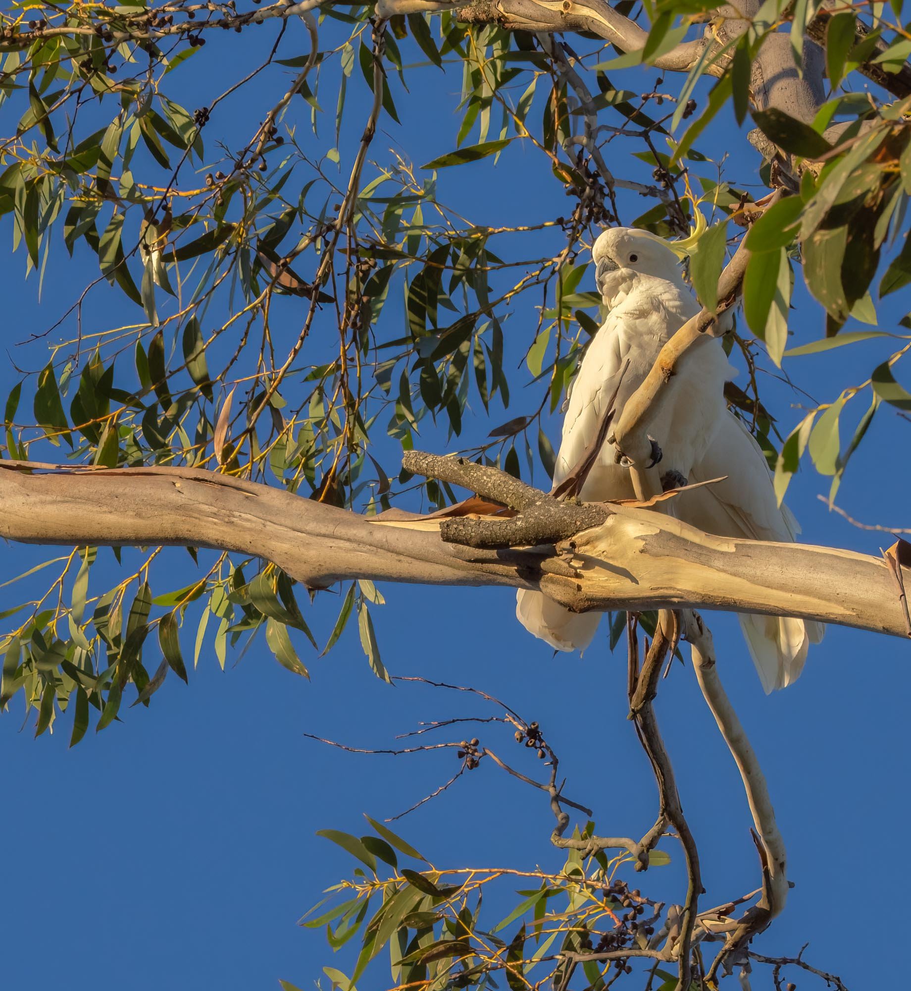KathyWallacePhotography - Oberon - 1403-.JPG