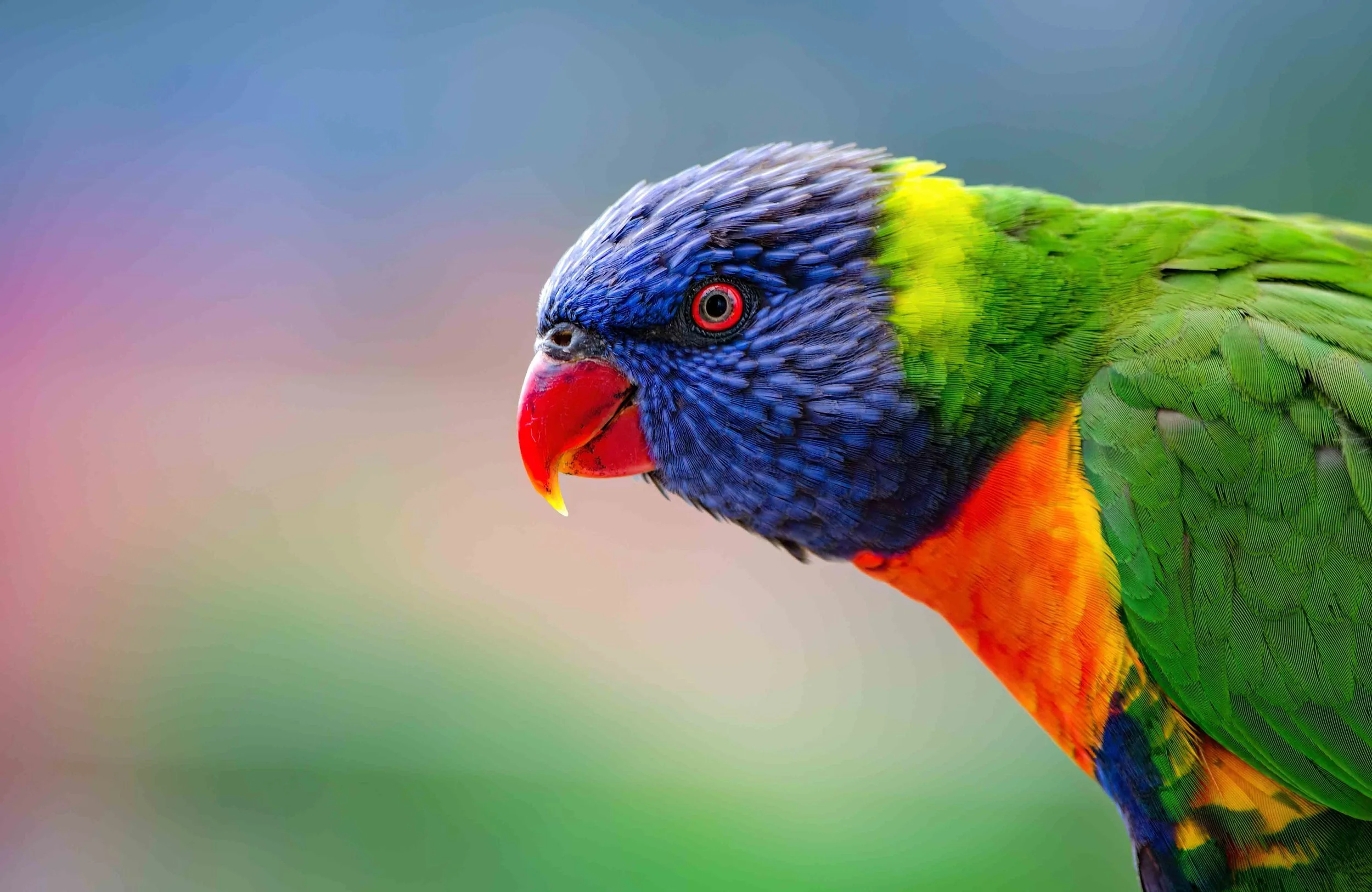Animals & Birds