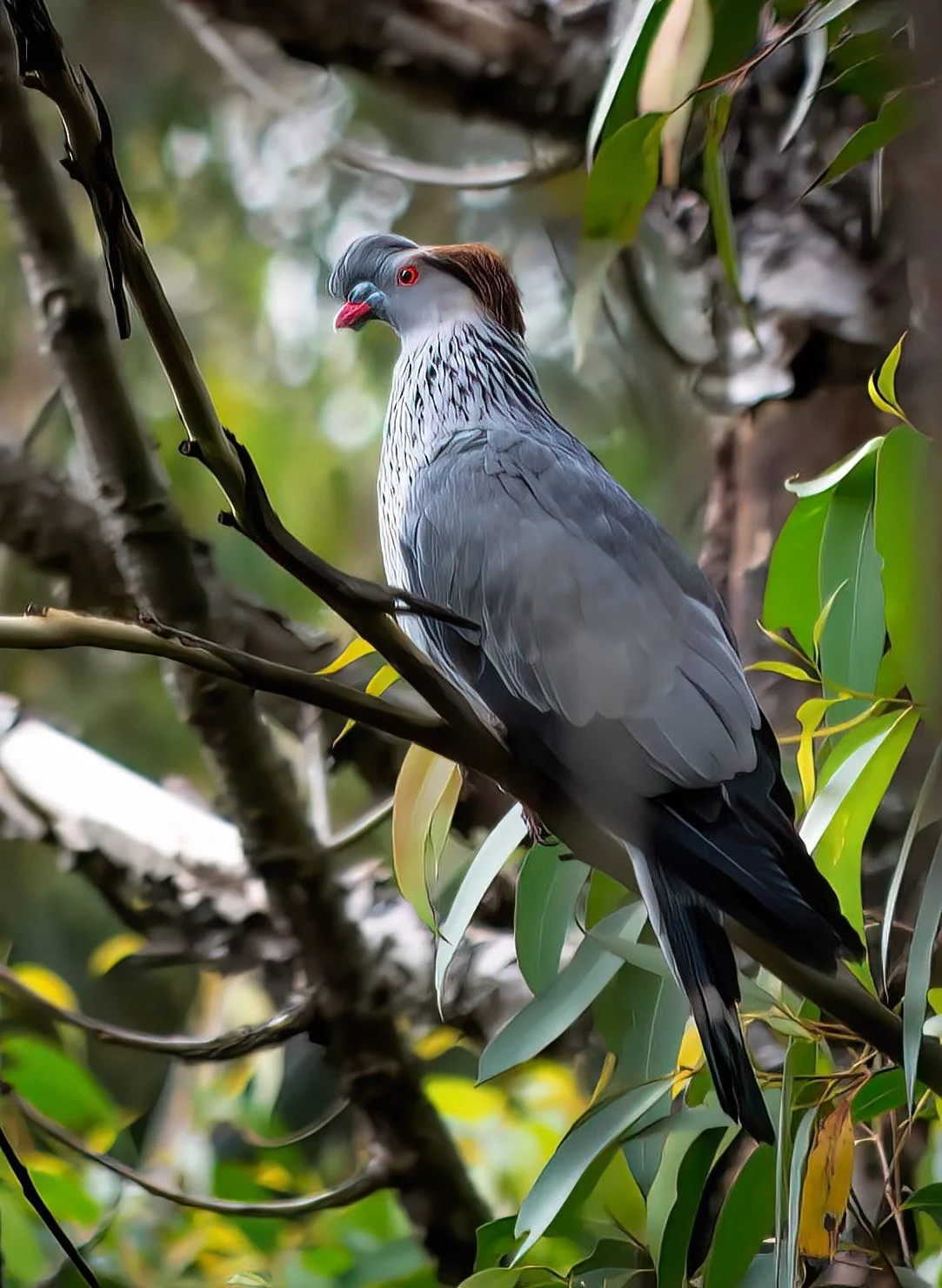 KathyWallacePhotography - Birds 5286.JPG