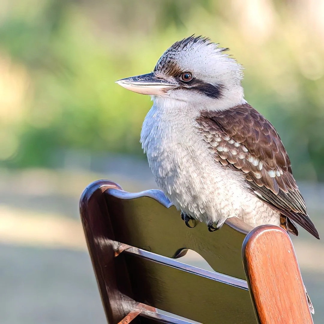 KathyWallacePhotography - Birds 20190808.JPG
