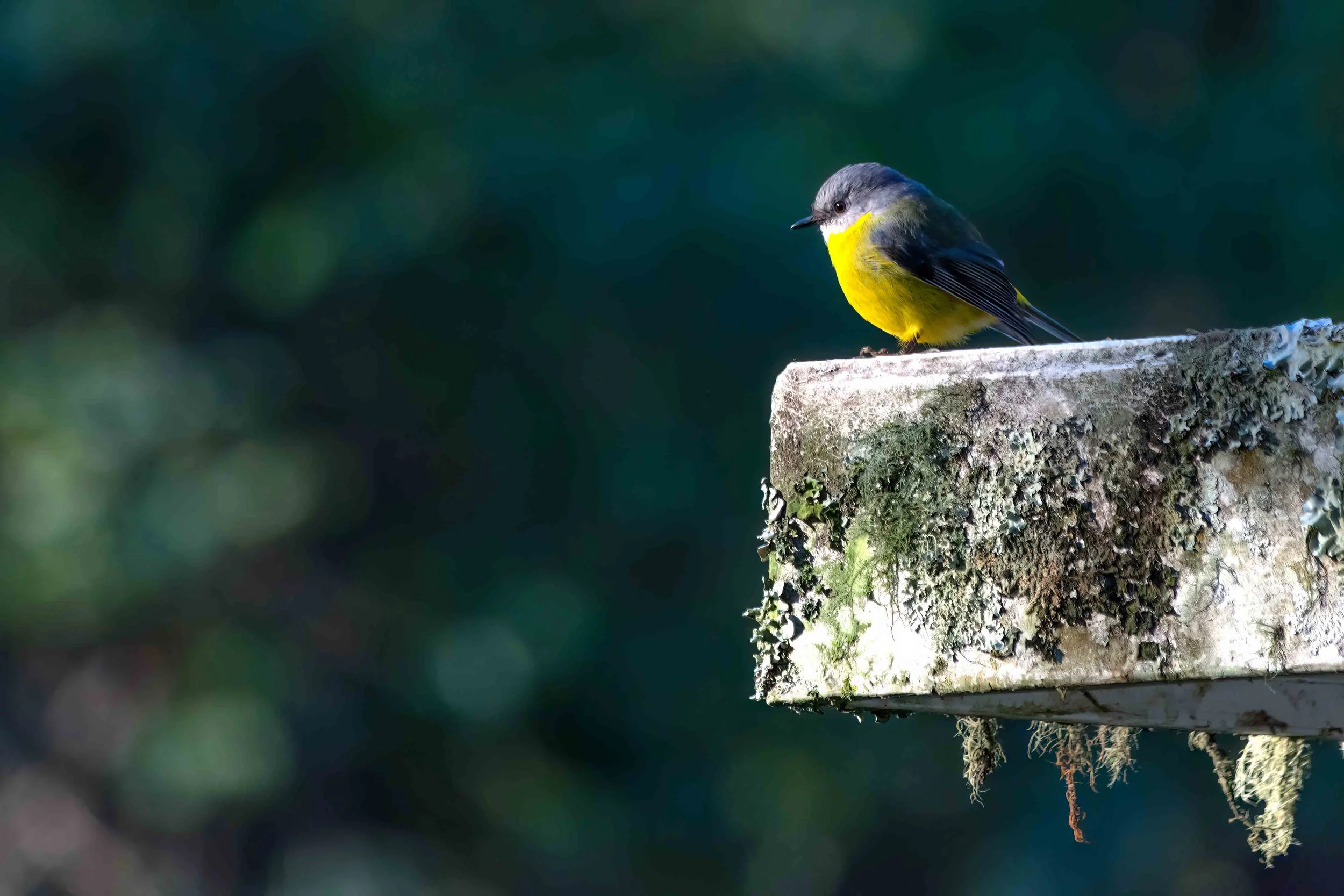 KathyWallacePhotography - Birds 9121.JPG