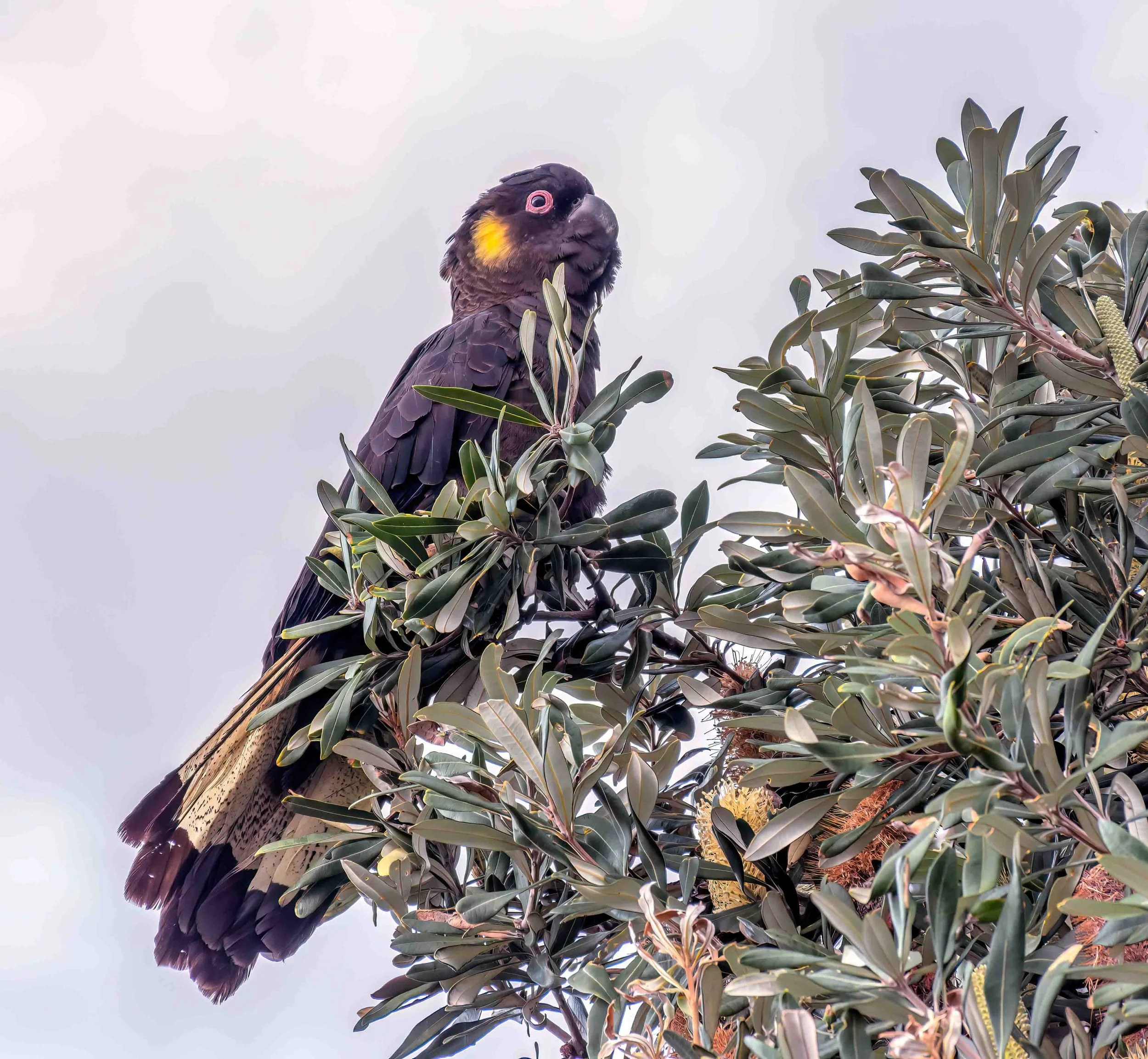 KathyWallacePhotography - Birds 07576.JPG