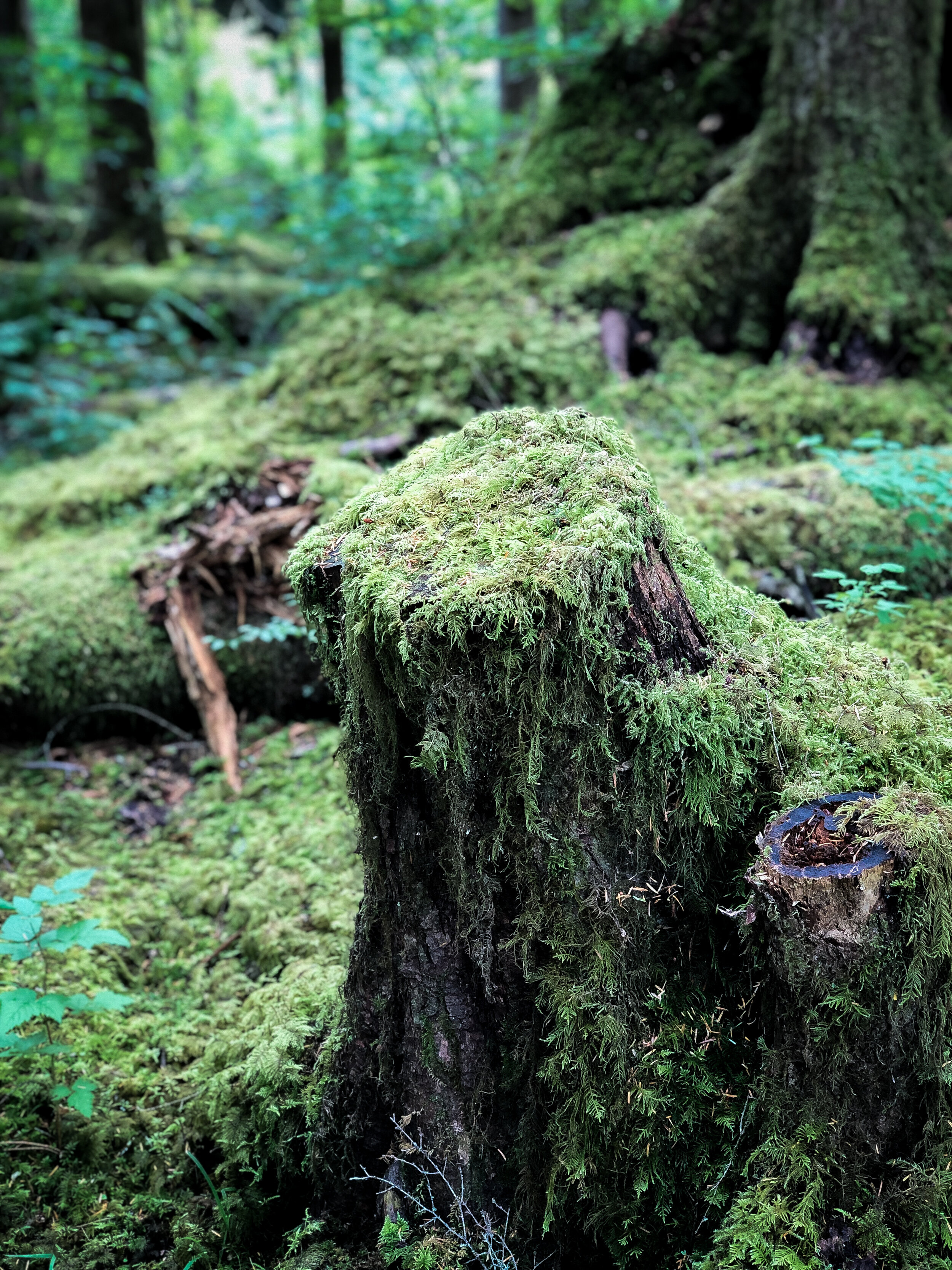 Forest 2.jpg