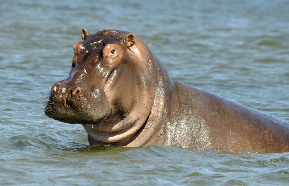 “Hippos cannot survive in very arid and dry situations…”