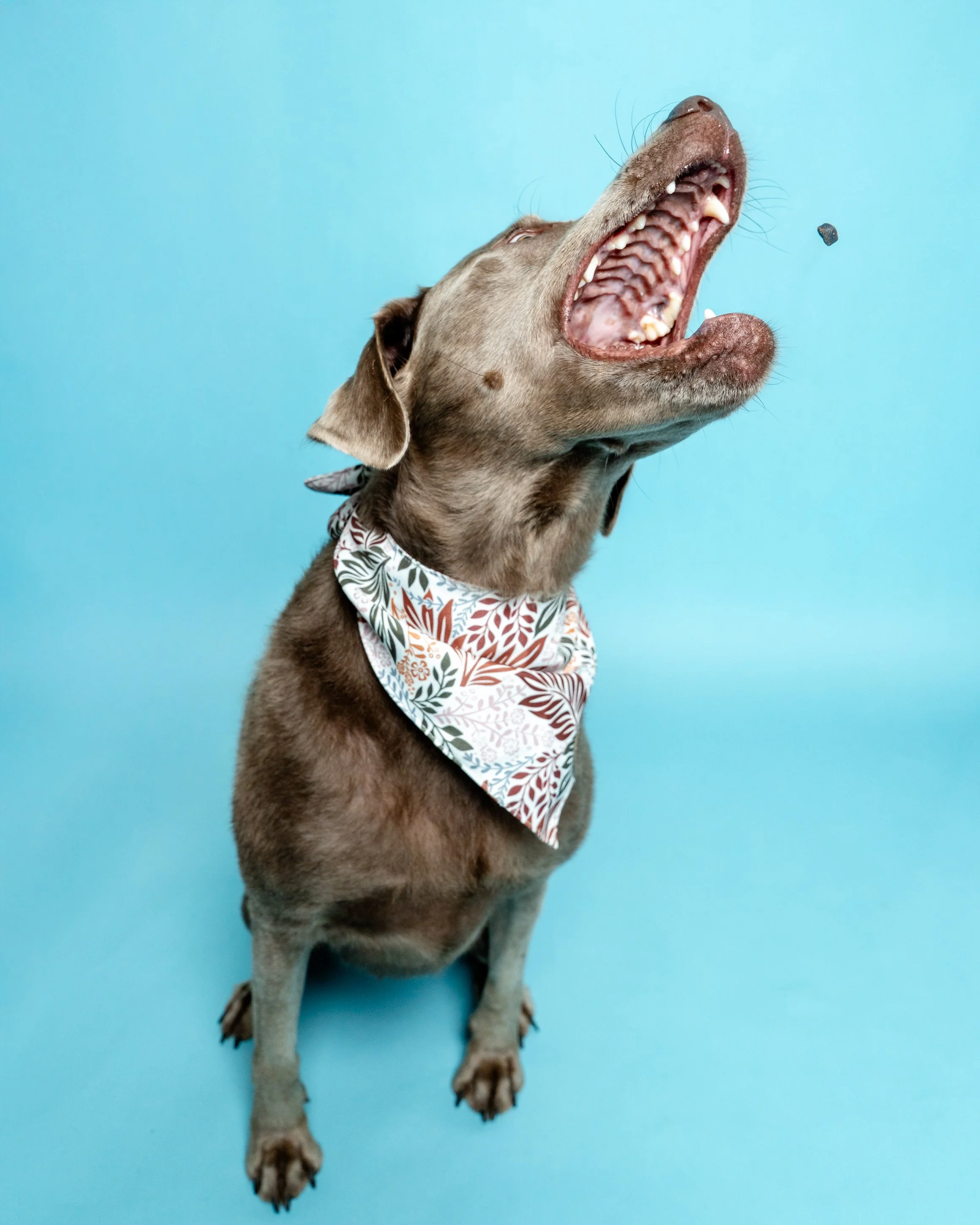 Dog with brown fur and wearing a colorful bandana around its neck, yawning against a blue background.