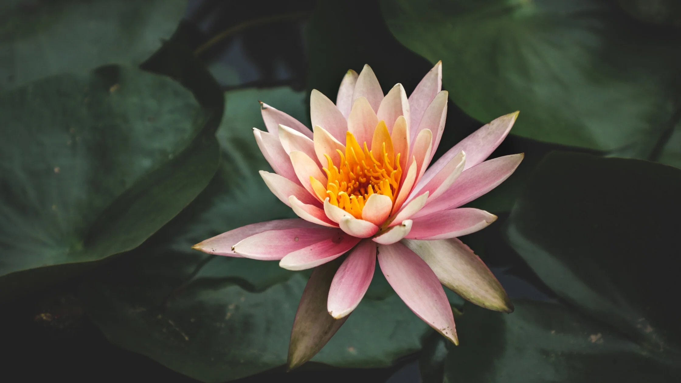 Overcoming Criticism From Those In The Cheap Seats - Stepping Into the Arena